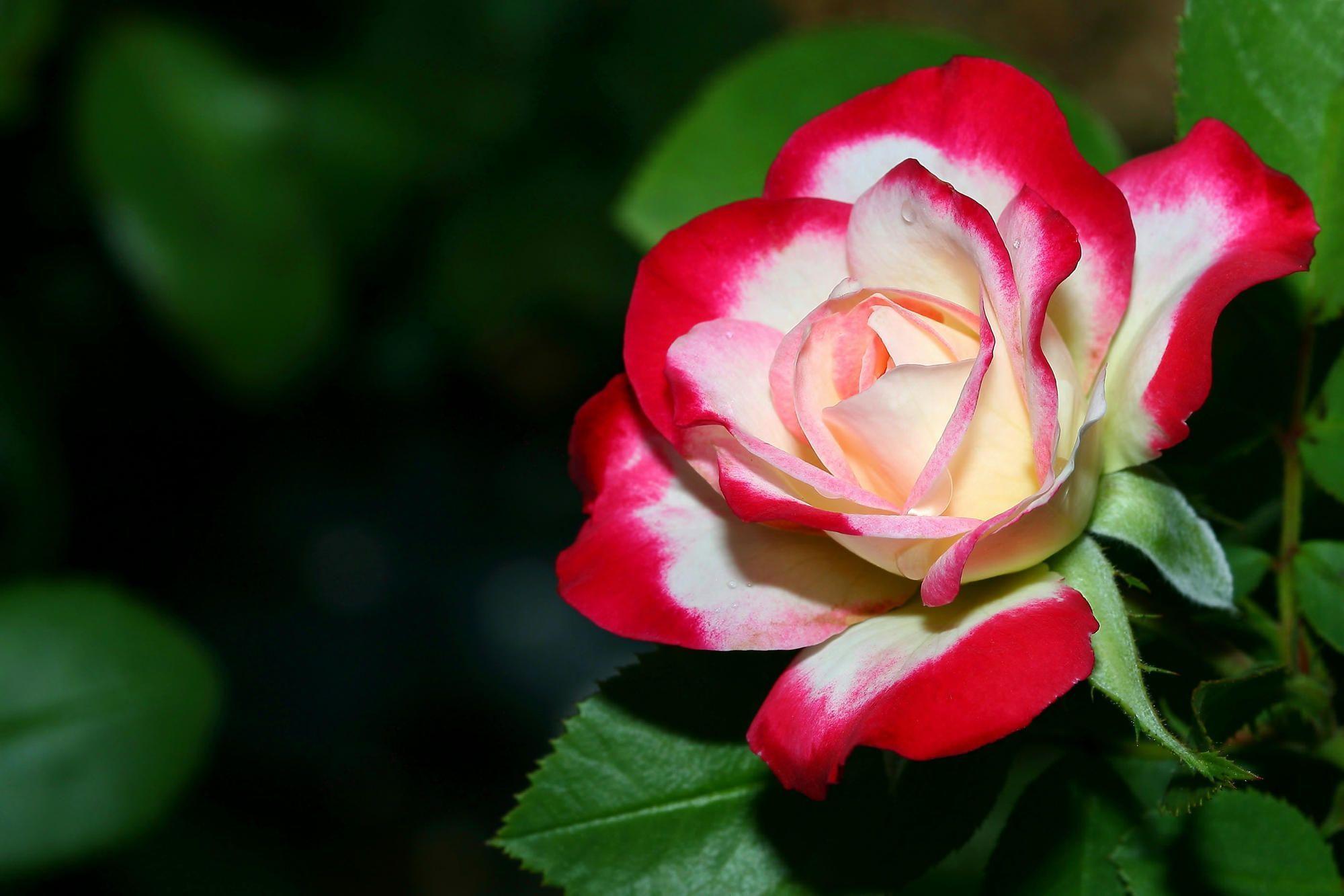 Beautiful Rose Wallpapers Wallpaper Cave