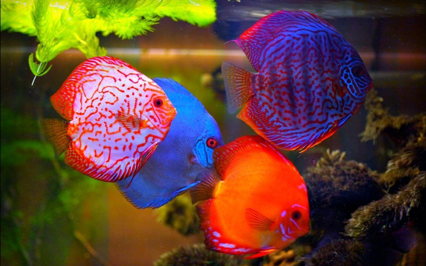 Discus Fish Wallpapers Wallpaper Cave