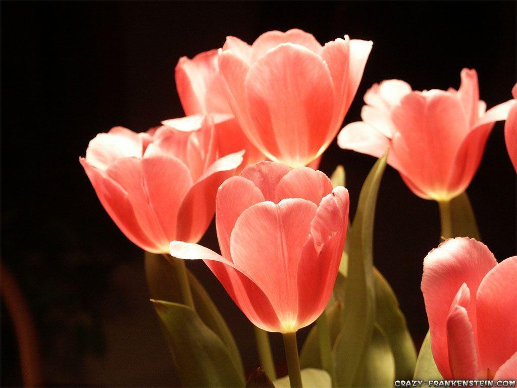 Pink Tulips Wallpapers Wallpaper Cave