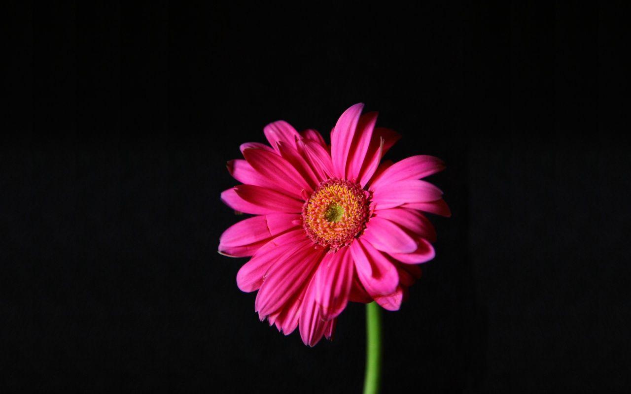 Gerbera Daisy Wallpapers Wallpaper Cave