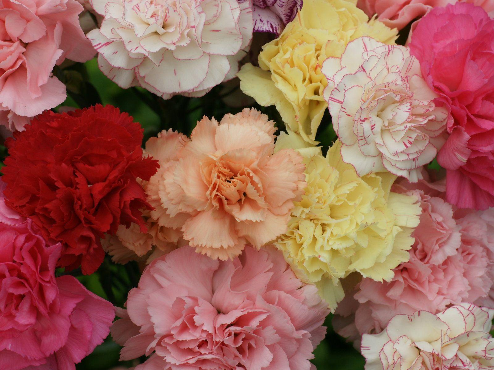 Carnation Wallpapers Wallpaper Cave