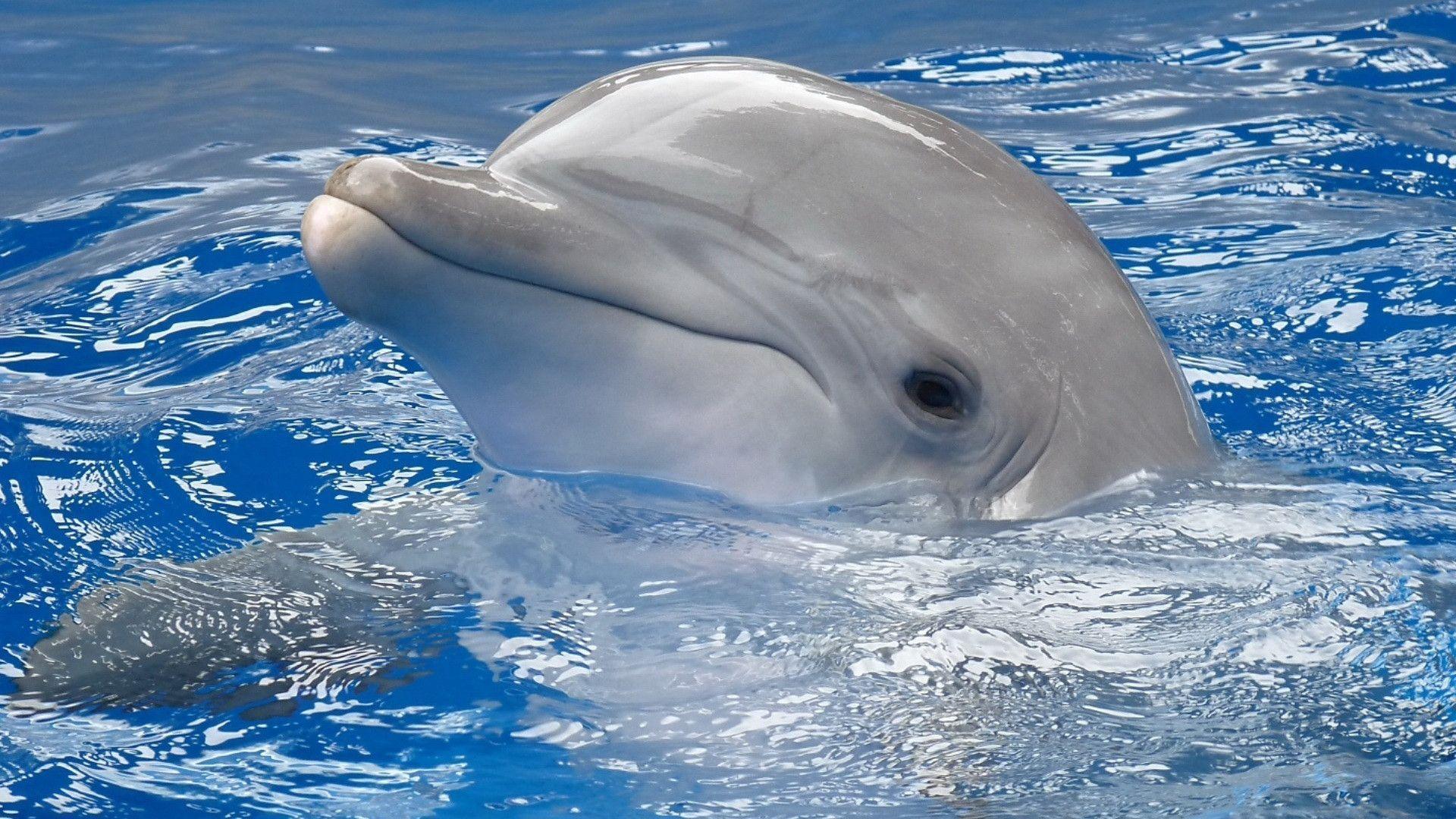 Cute Dolphin Wallpapers Wallpaper Cave