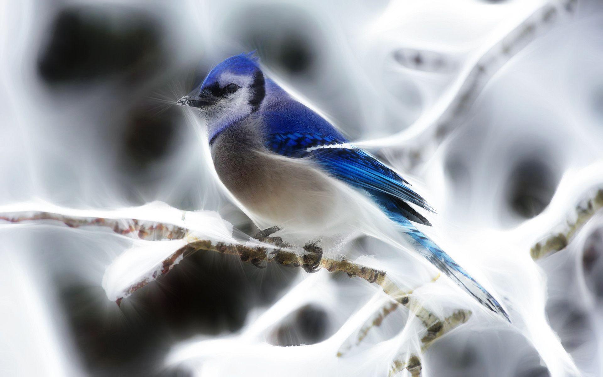 Blue Jay Wallpapers Wallpaper Cave