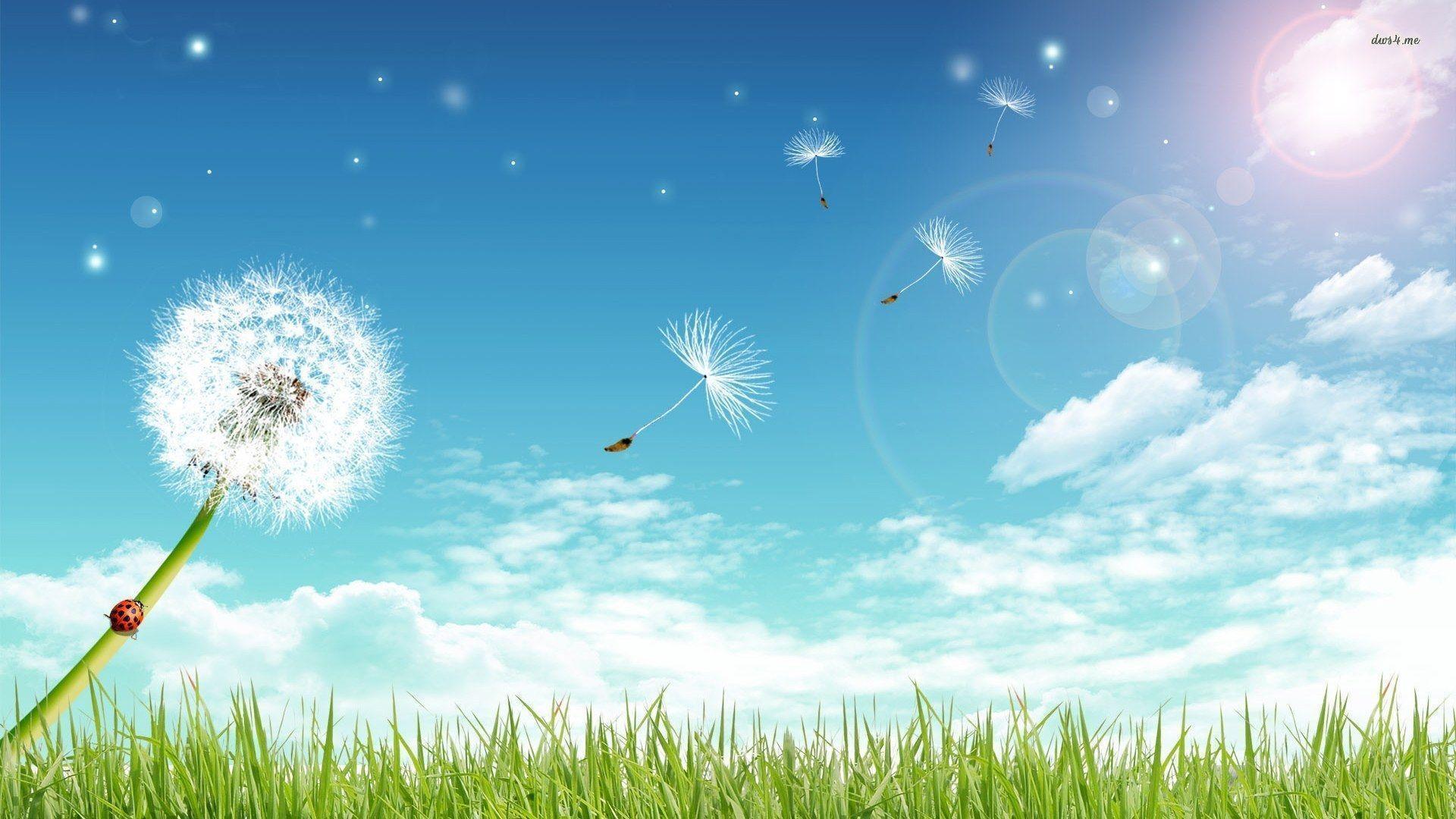 Dandelion Wallpapers Wallpaper Cave