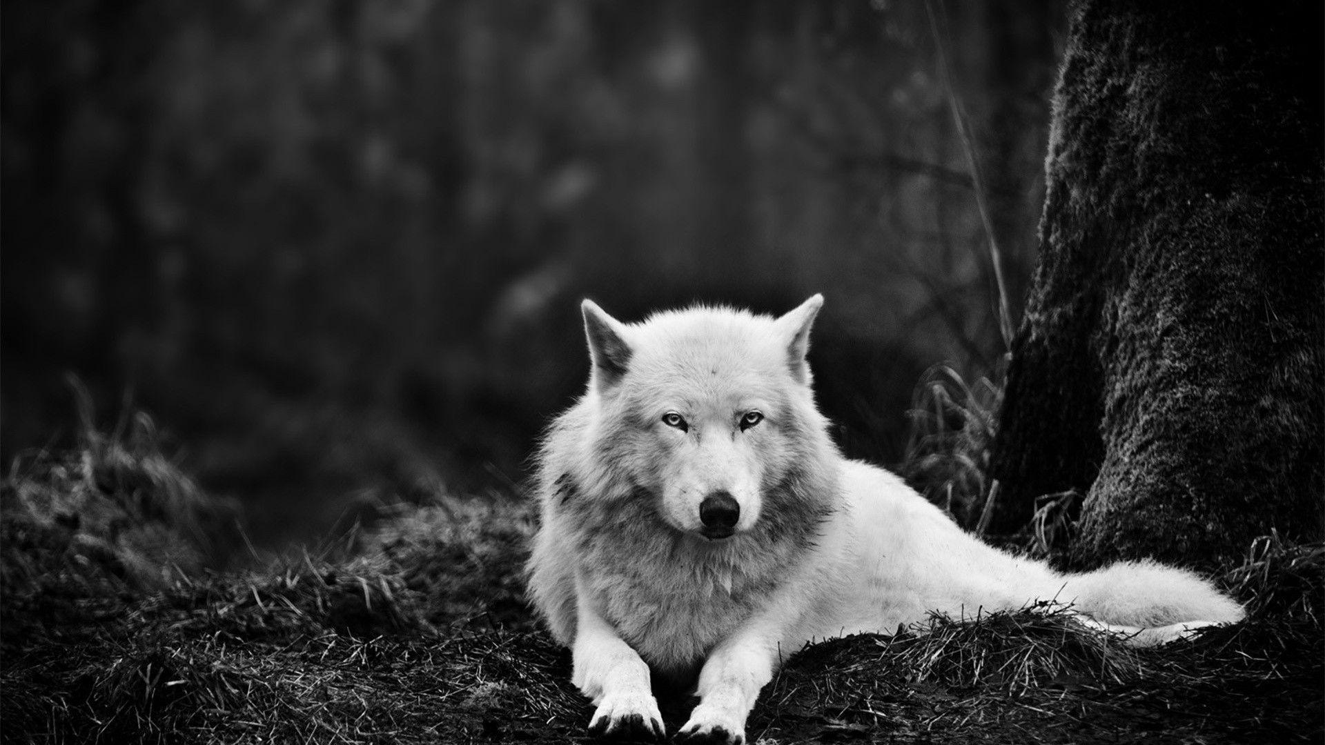 Wolf Wallpapers HD Wallpaper Cave