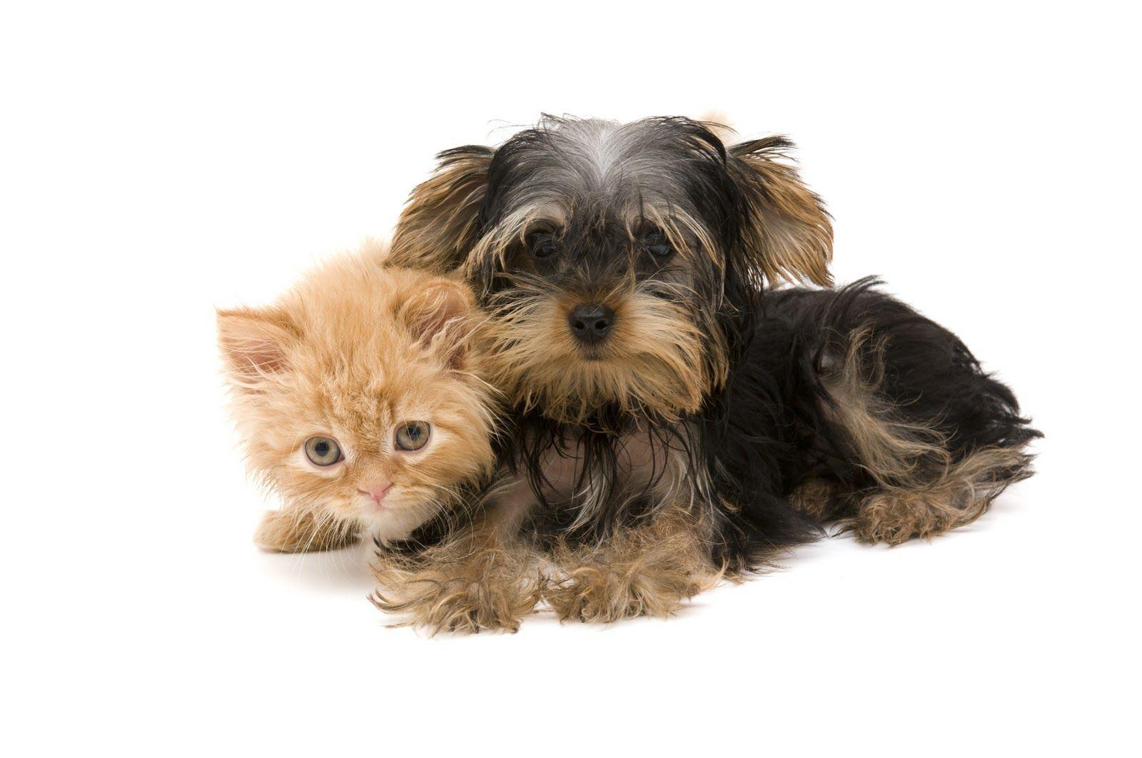 Puppies And Kittens Wallpapers Wallpaper Cave