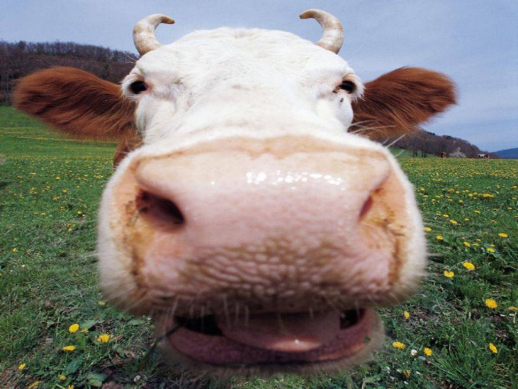 Funny Cow Wallpapers Wallpaper Cave