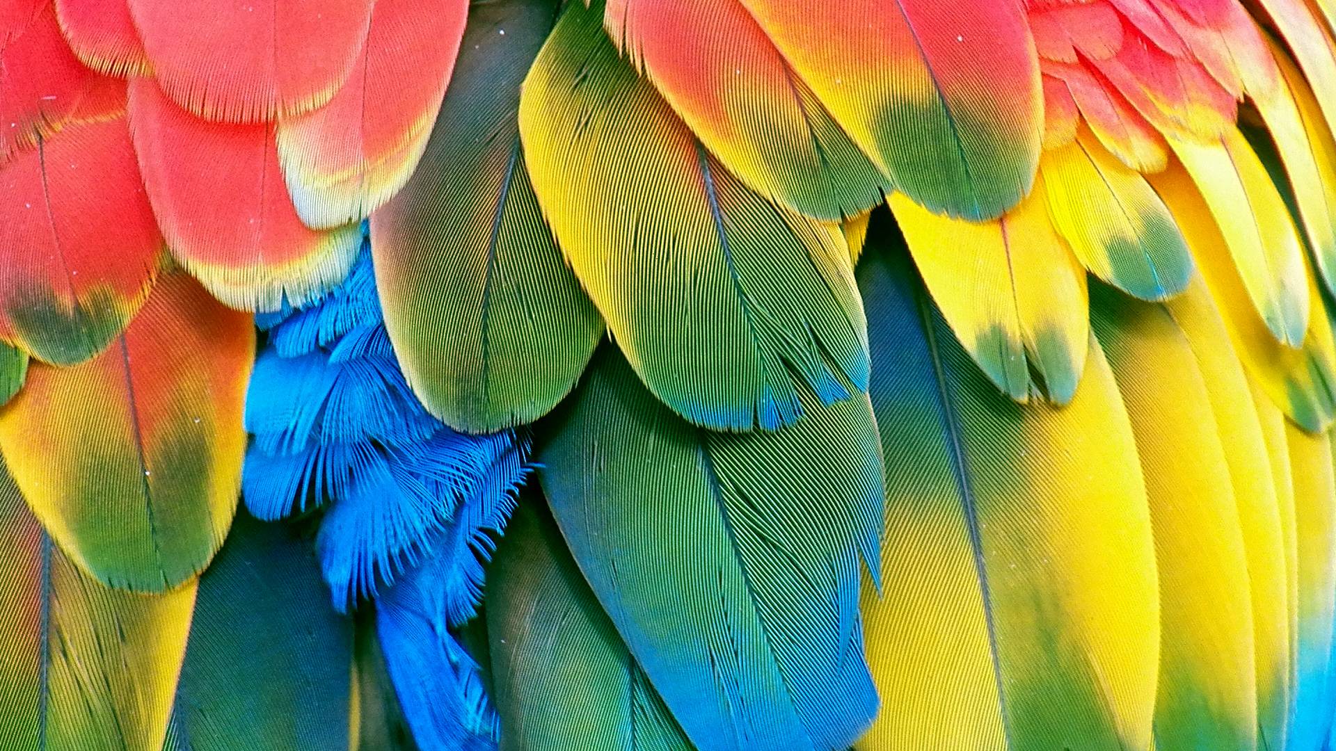 Parrot Wallpapers Wallpaper Cave