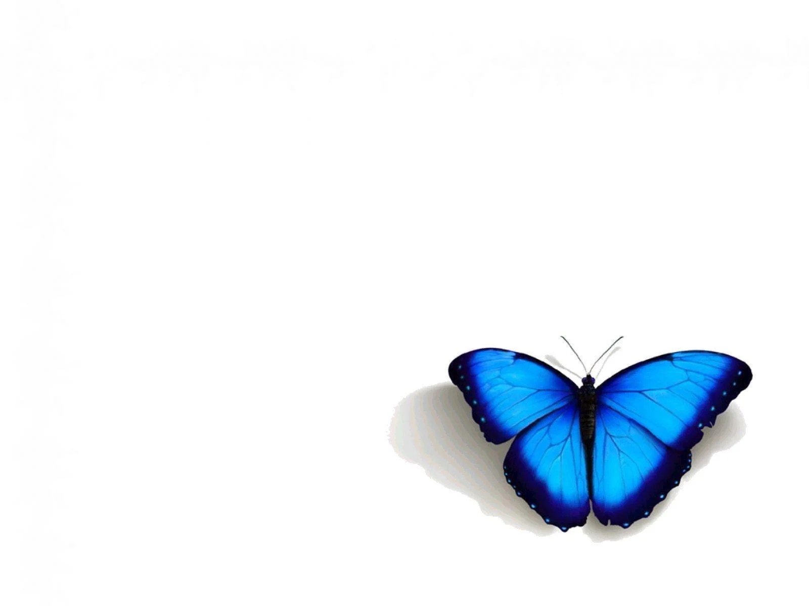 Blue Butterfly Backgrounds Wallpaper Cave