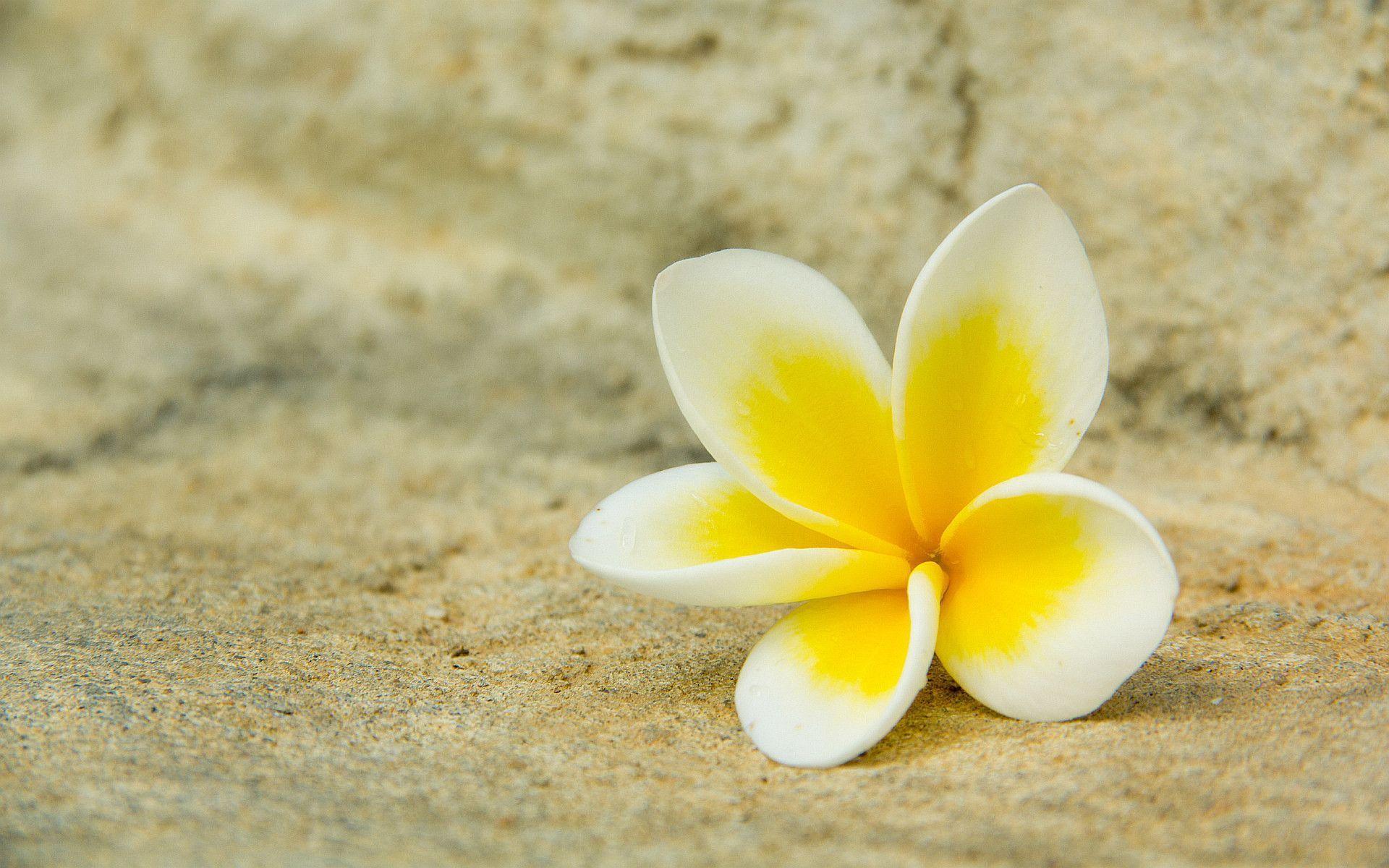 Plumeria Wallpapers Wallpaper Cave