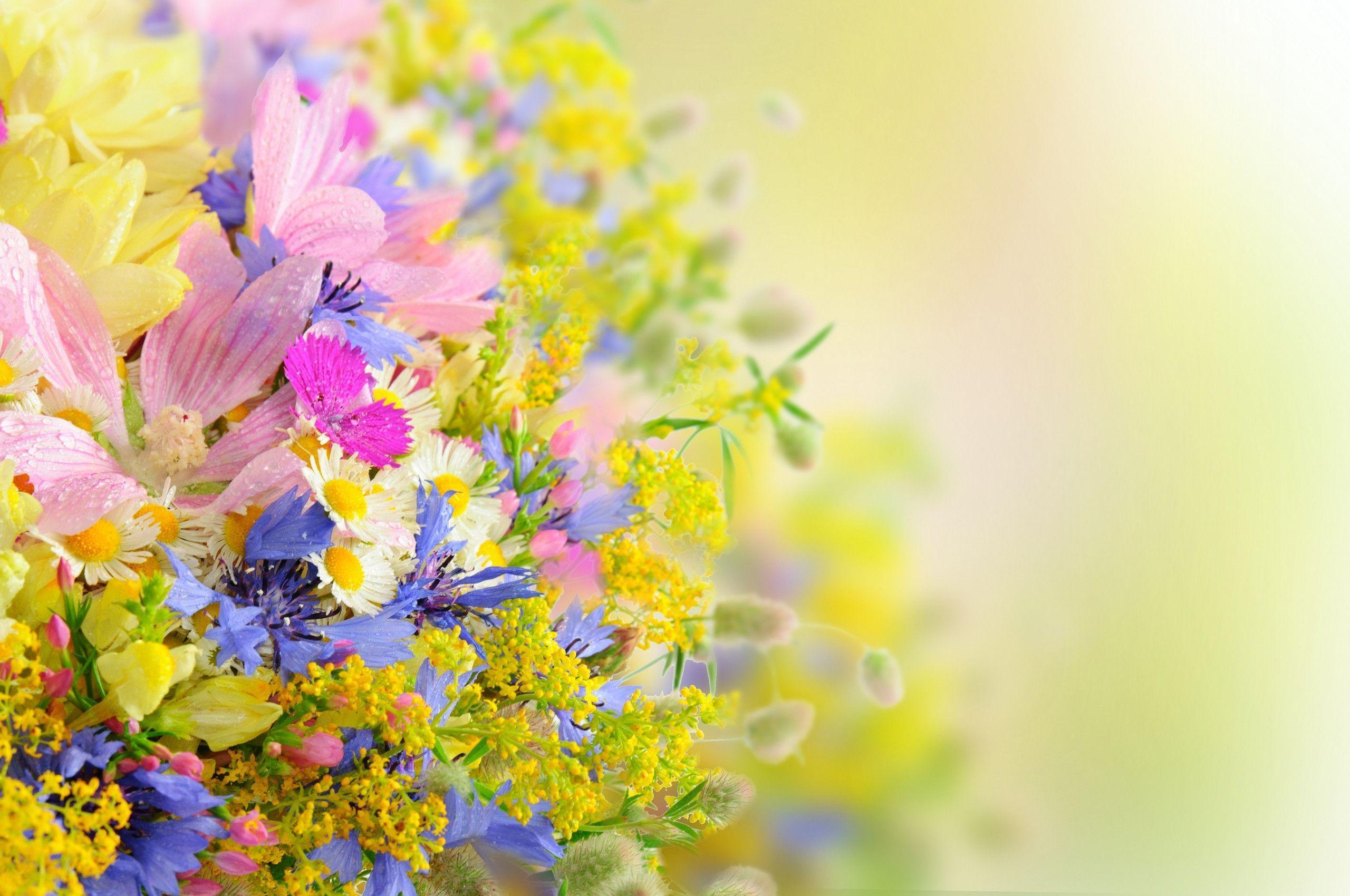 Beautiful Flower Wallpapers Wallpaper Cave