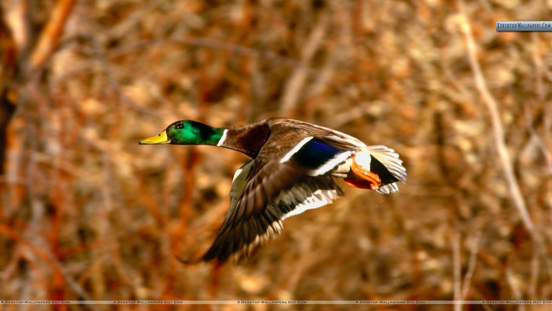 Mallard Duck Wallpapers Wallpaper Cave