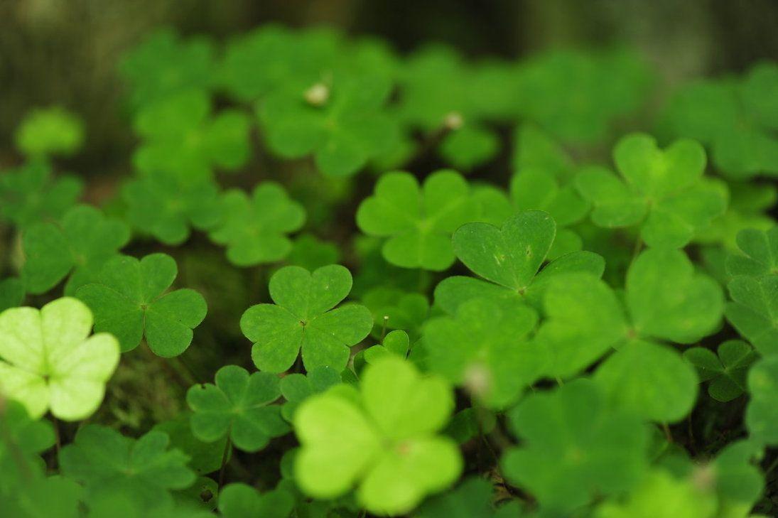 Four Leaf Clover Wallpapers Wallpaper Cave