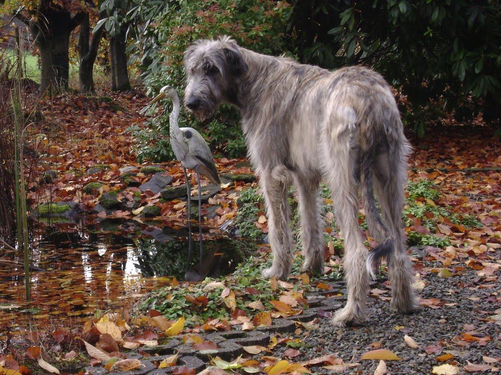 Irish Wolfhound Wallpapers Wallpaper Cave