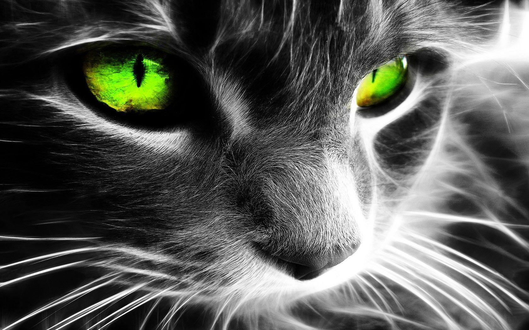 Green Eyes Wallpapers Wallpaper Cave