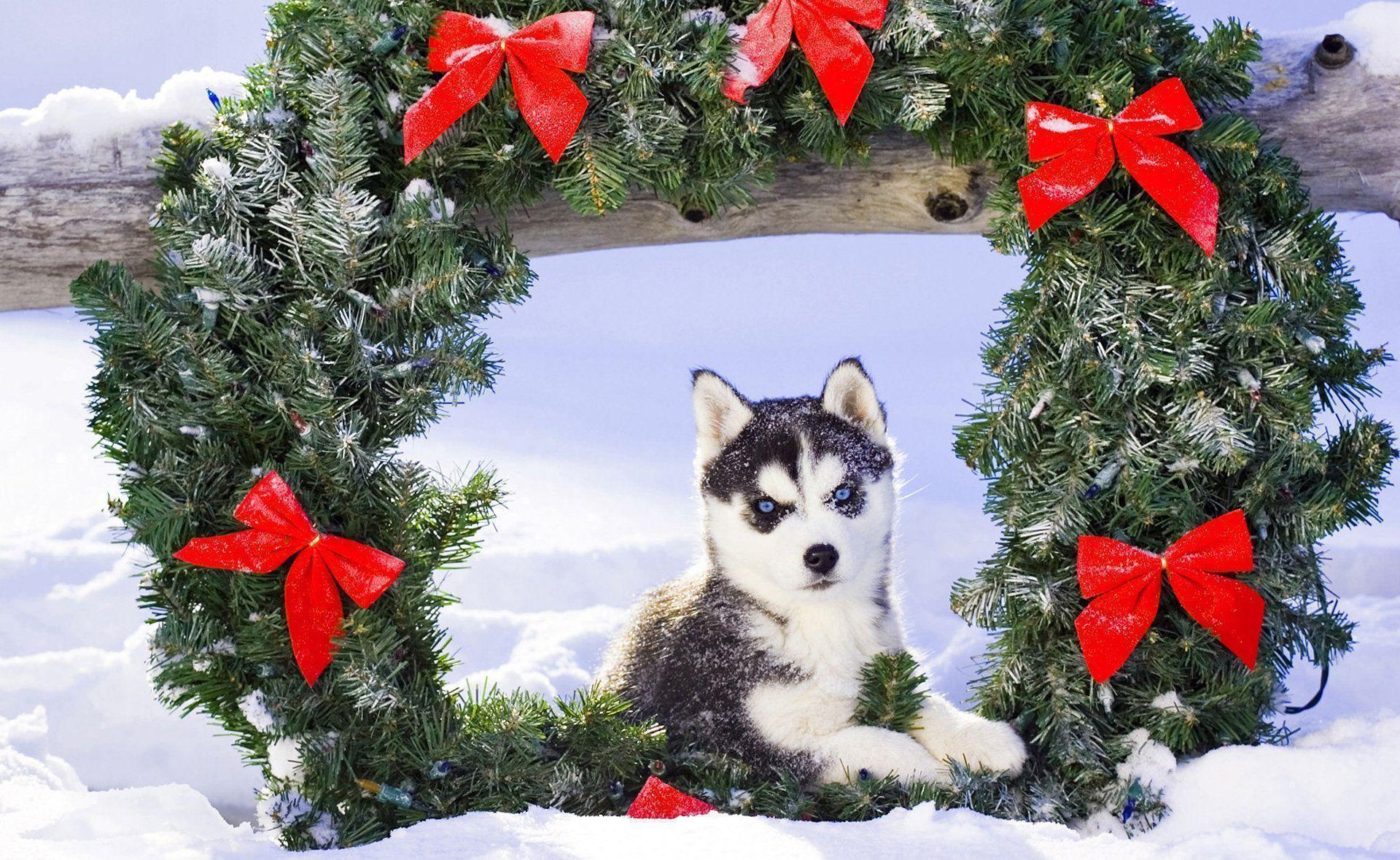 Puppy Christmas Wallpapers Wallpaper Cave