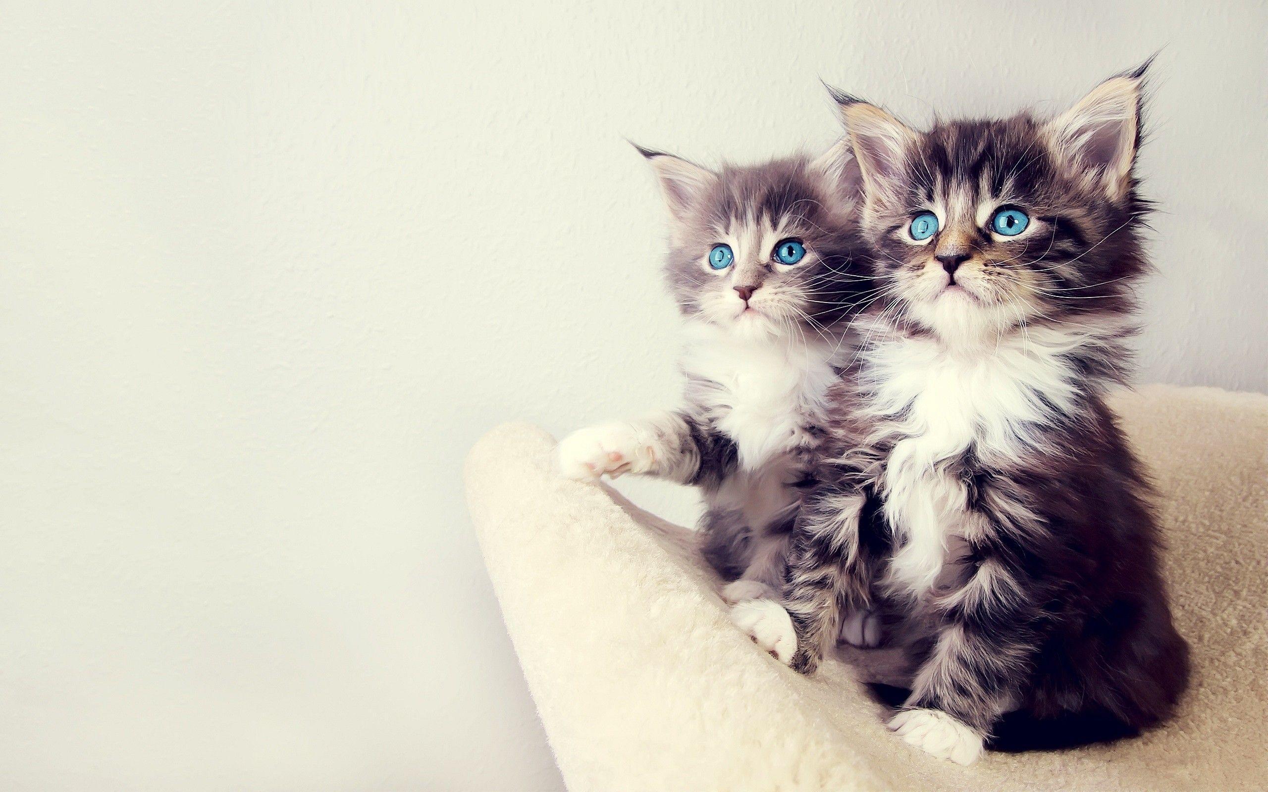 Free Kittens Wallpapers Wallpaper Cave