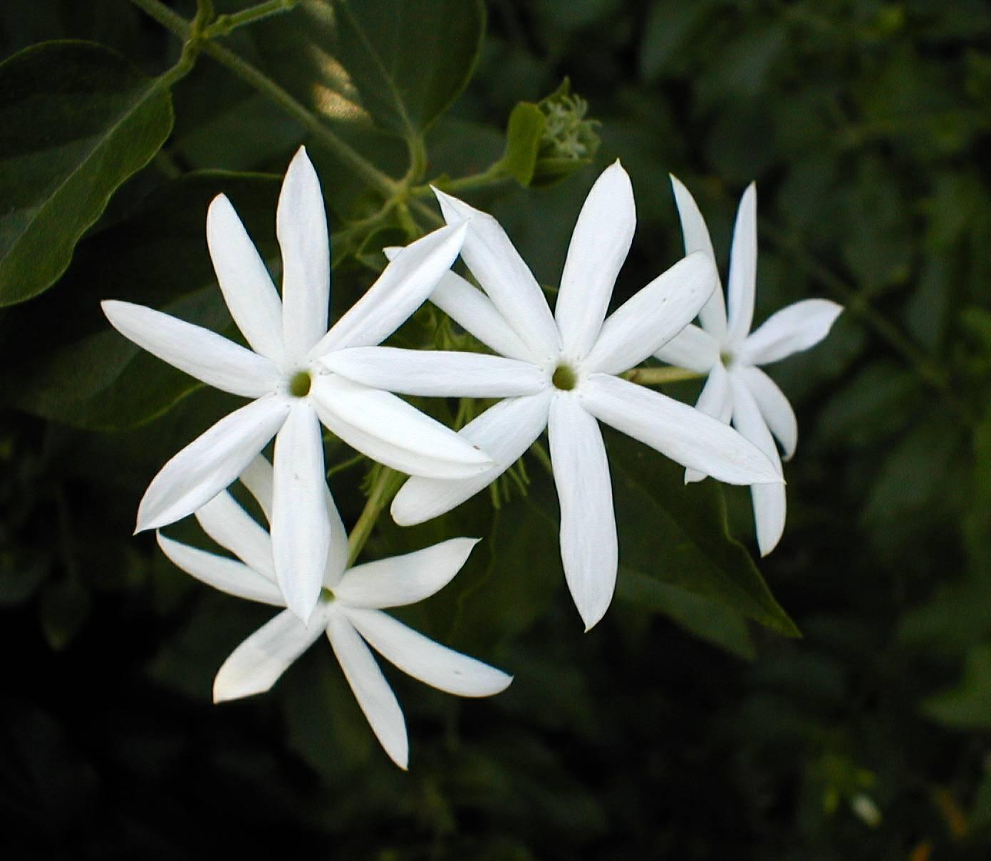 Jasmine Flower Wallpapers Wallpaper Cave