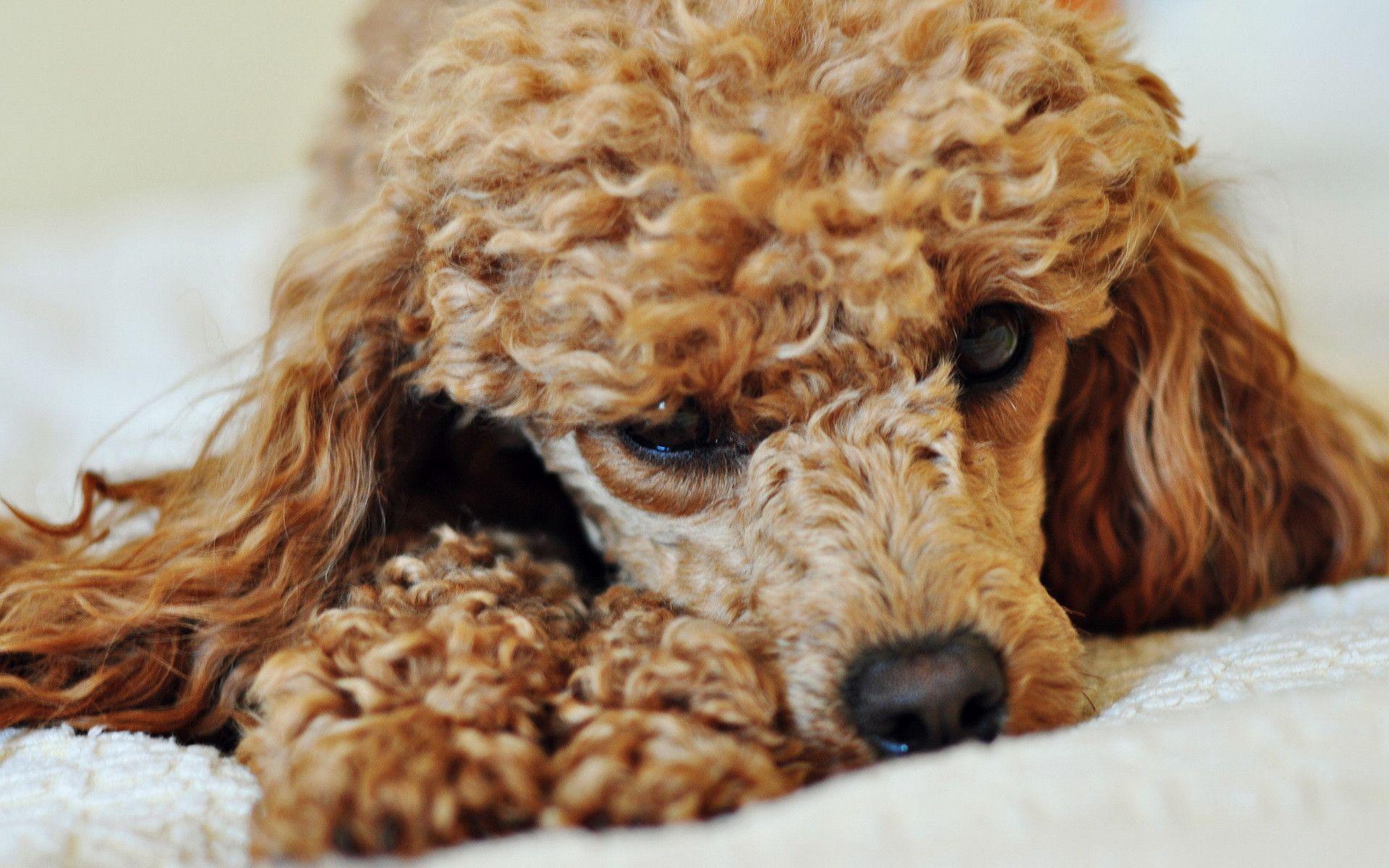 Poodle Wallpapers Wallpaper Cave