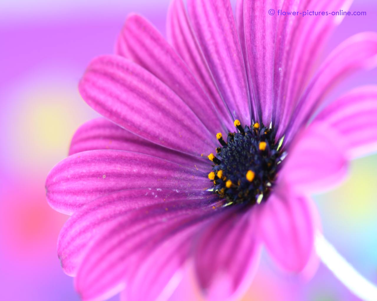 Pink And Purple Flower Backgrounds Wallpaper Cave