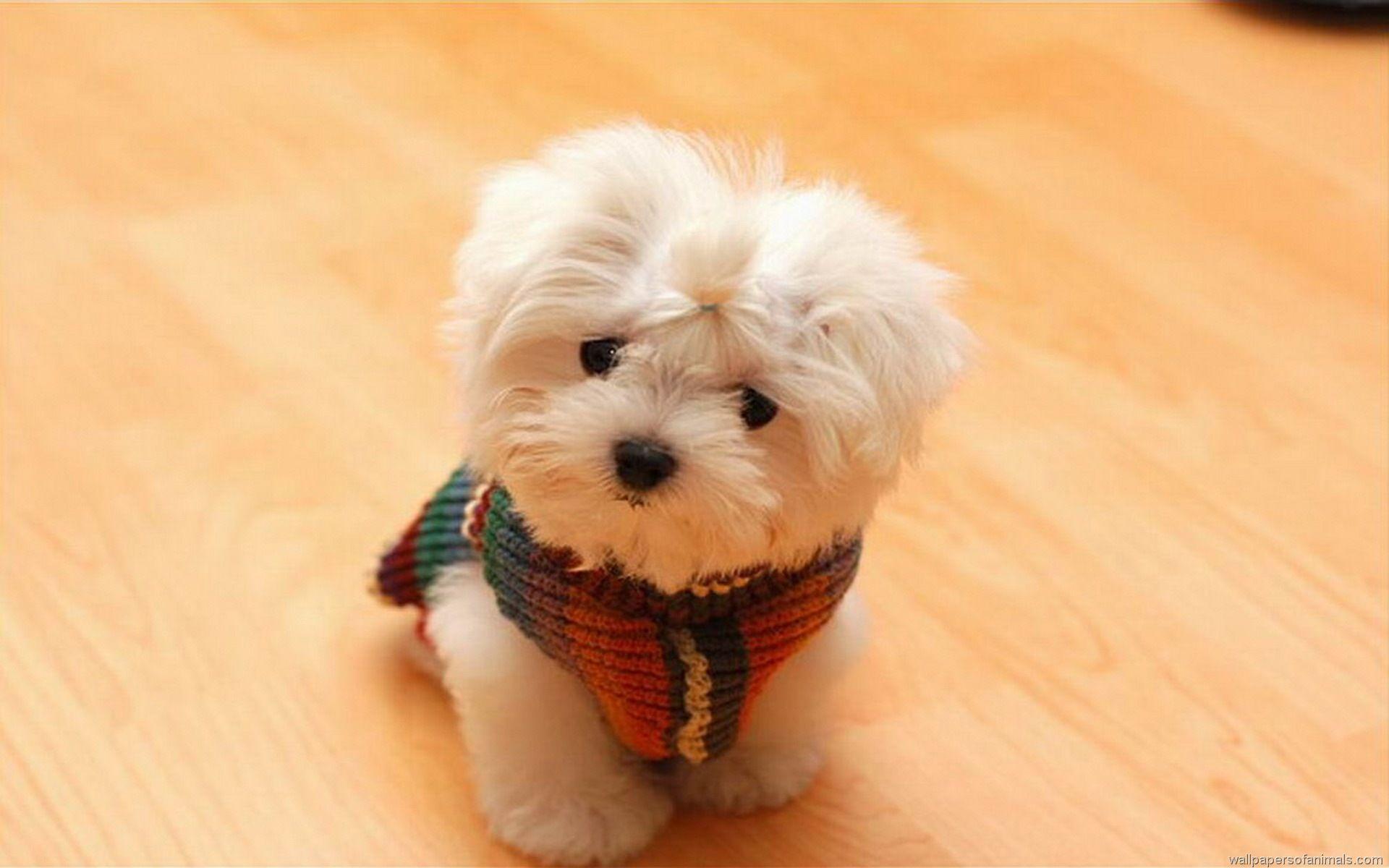 Cute Dogs Wallpapers Wallpaper Cave