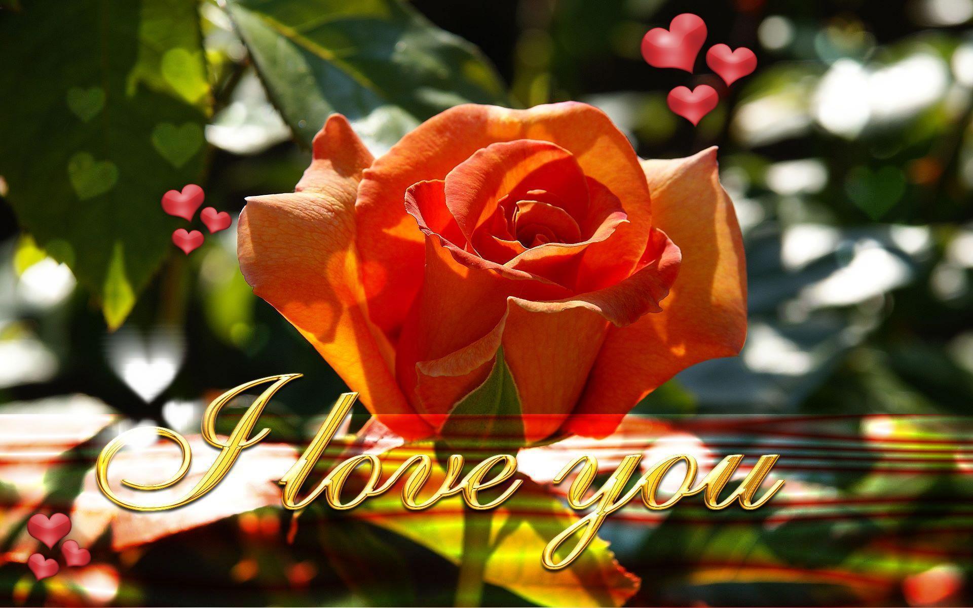 I Love You Wallpapers Wallpaper Cave