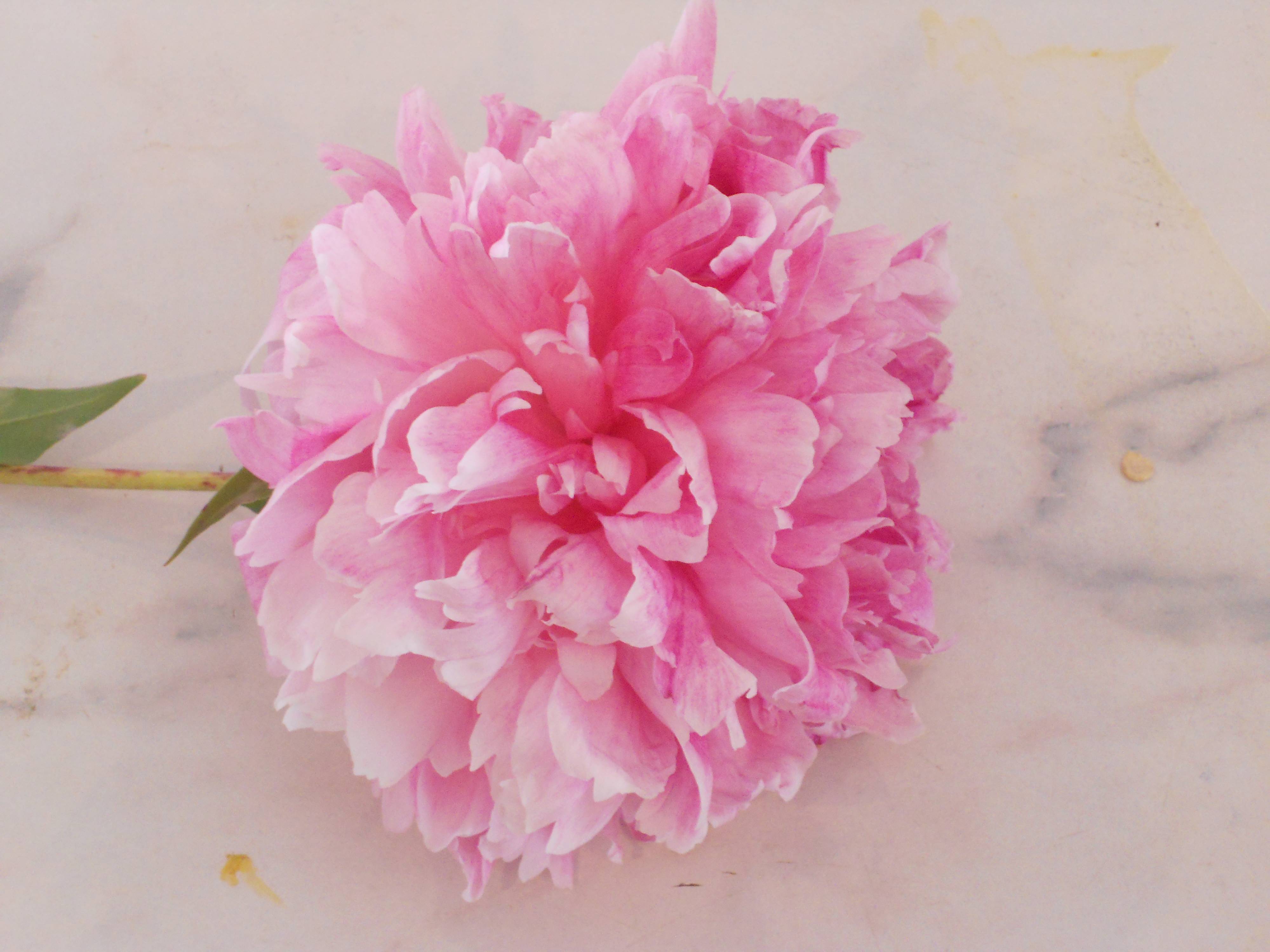 Peony Flower Wallpapers Wallpaper Cave