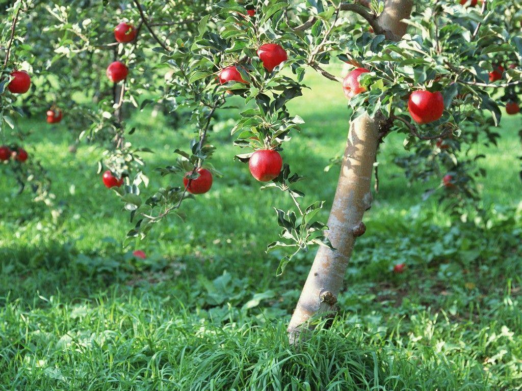 Apple Tree Wallpapers Wallpaper Cave