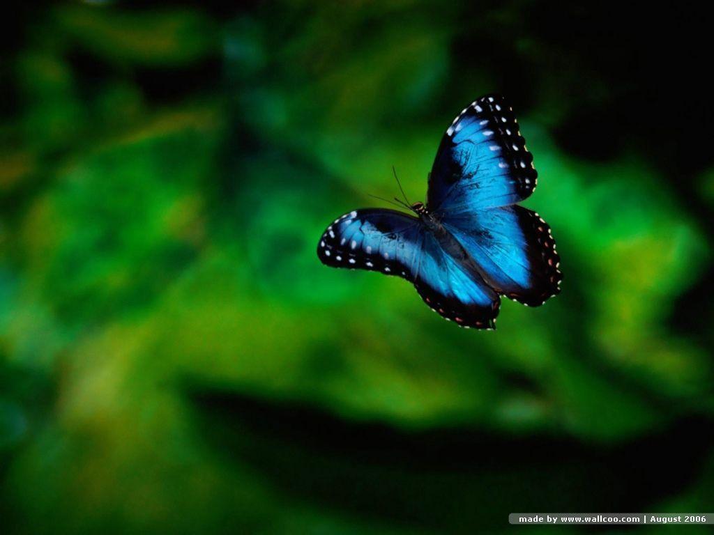 Blue Butterfly Wallpapers Wallpaper Cave