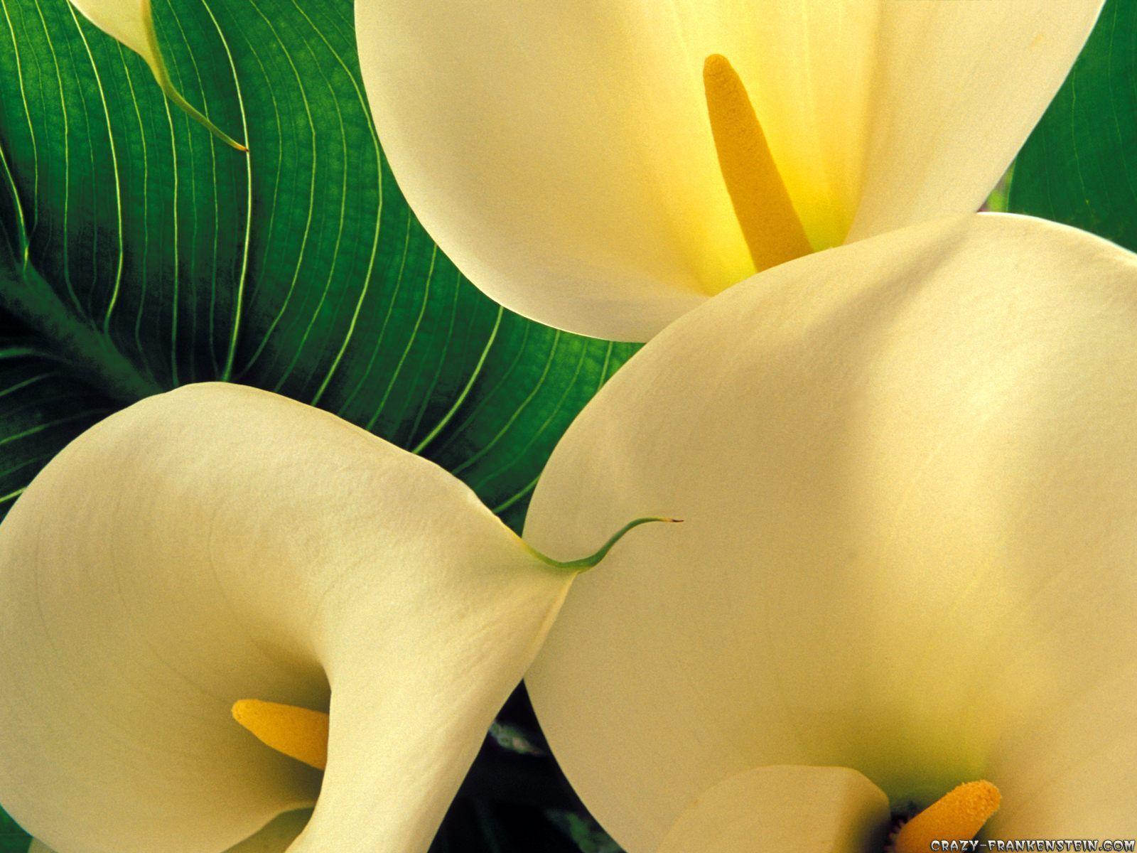 Calla Lily Wallpapers Wallpaper Cave