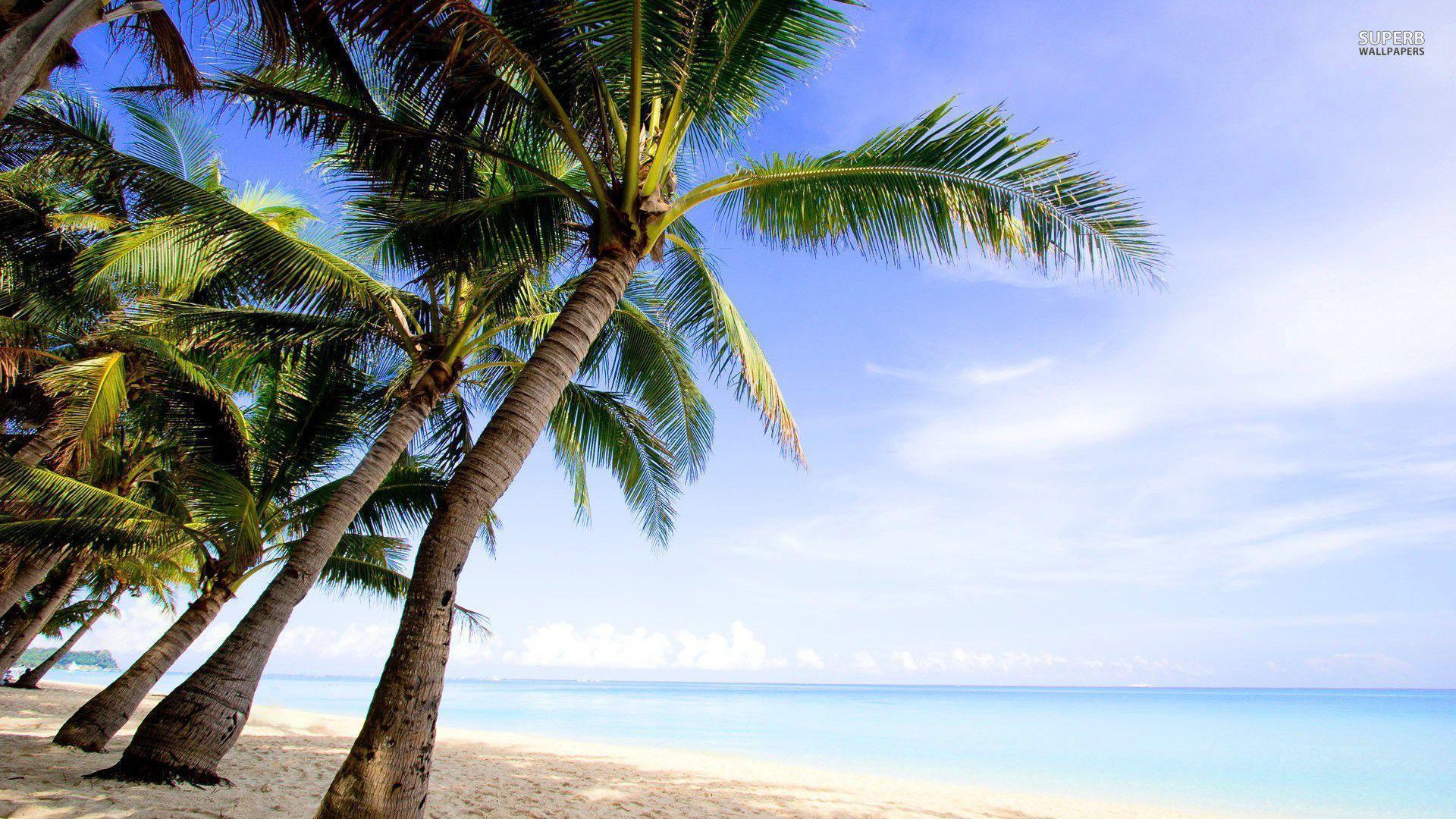 Palm Tree Beach Wallpapers Wallpaper Cave