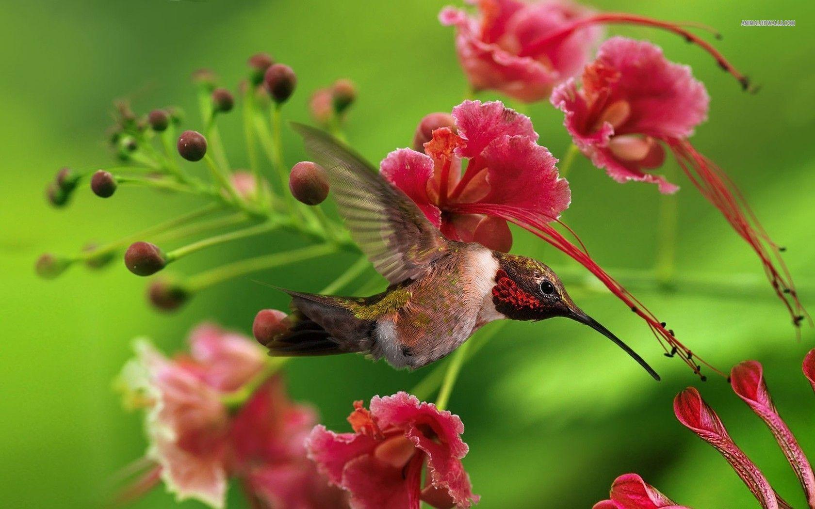 Free Hummingbird Wallpapers Wallpaper Cave