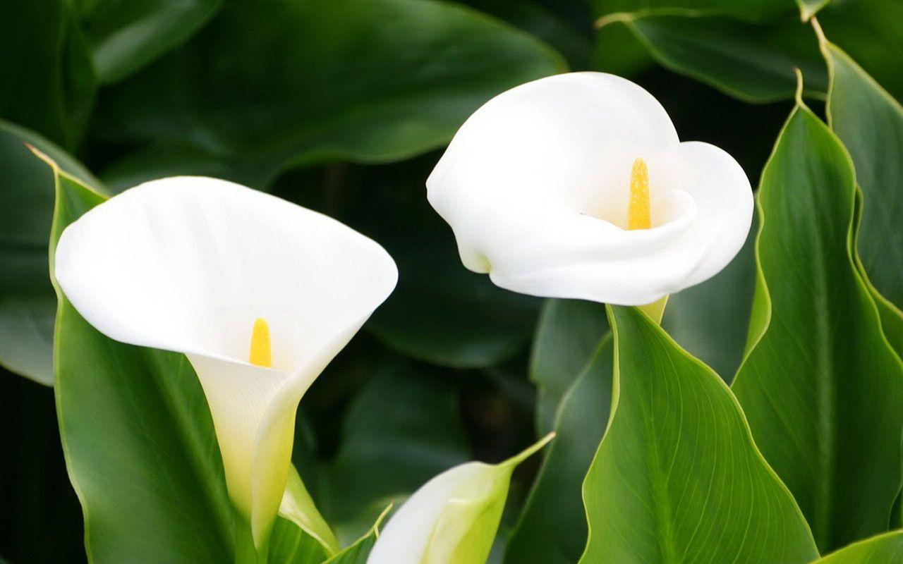 Calla Lily Wallpapers Wallpaper Cave