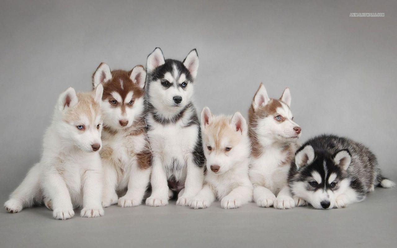 Cool Background Cute Husky Puppies Wallpaper wallpaper