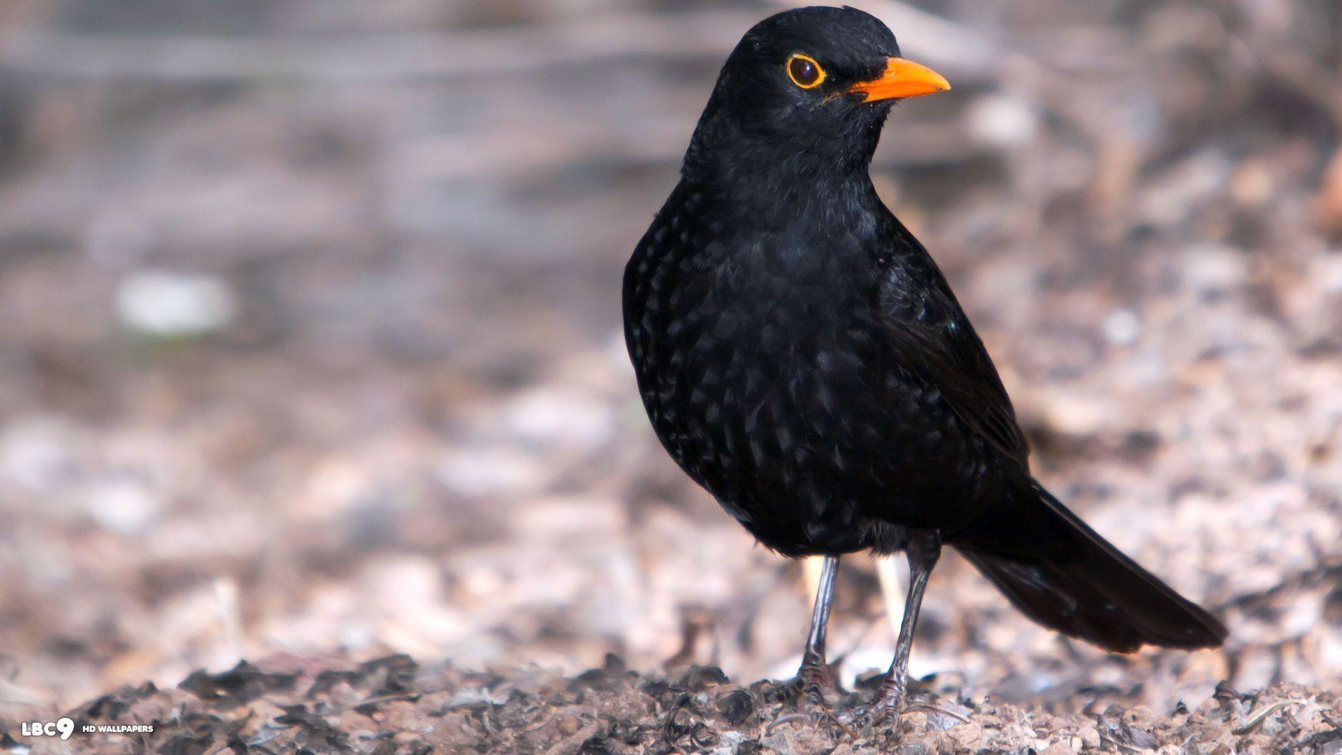 Blackbird Wallpapers Wallpaper Cave