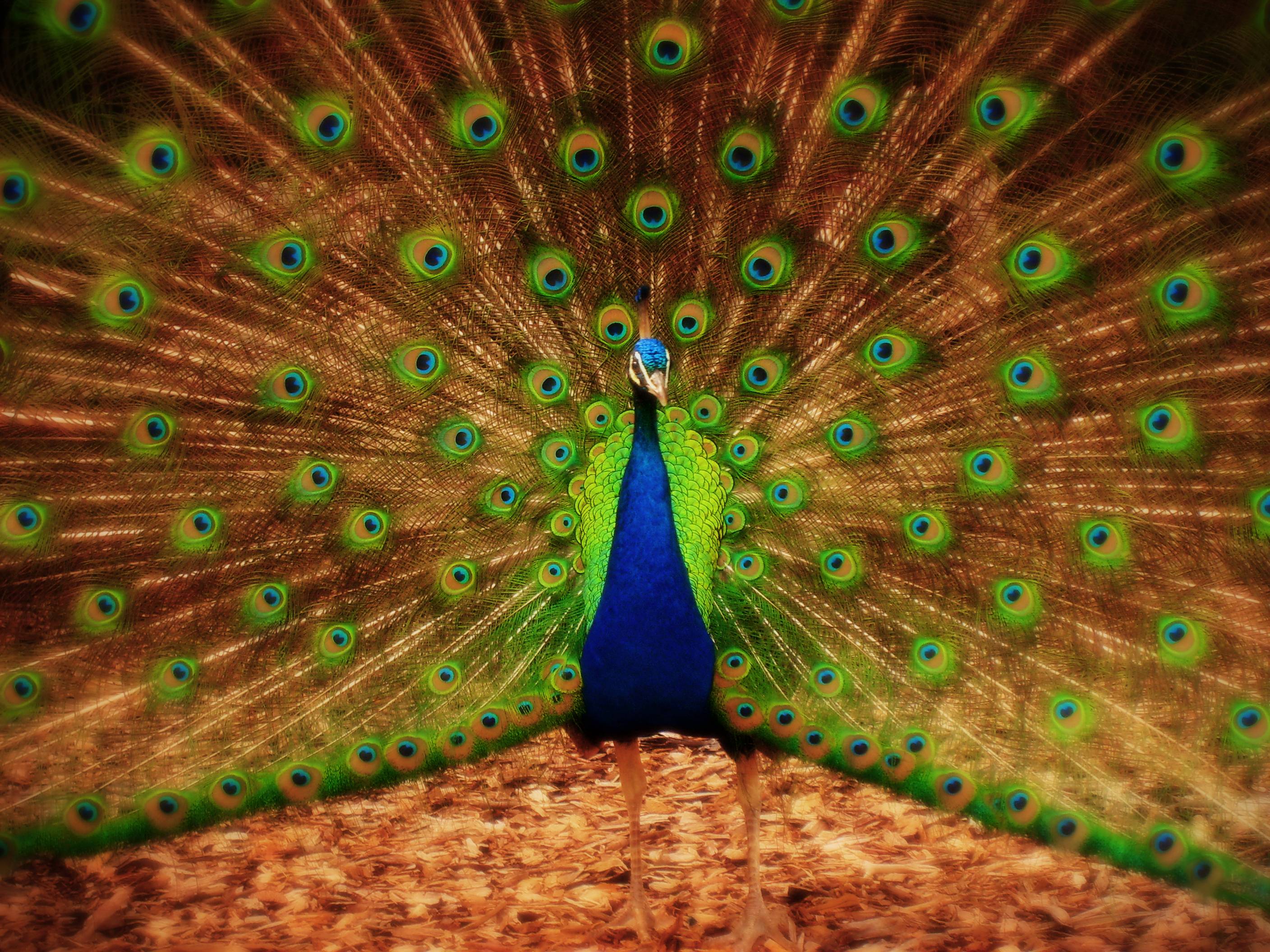 Wallpapers Peacock Wallpaper Cave
