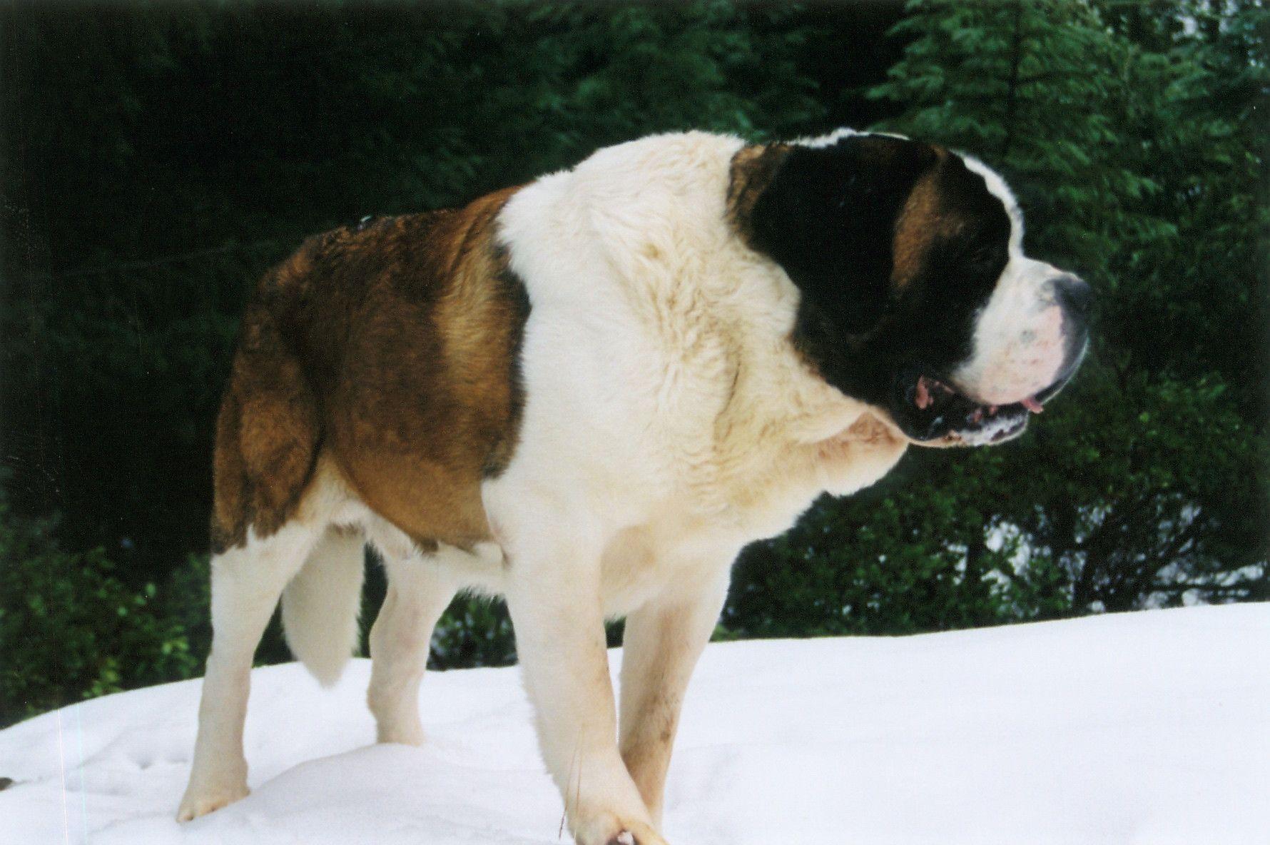 St Bernard Wallpapers Wallpaper Cave