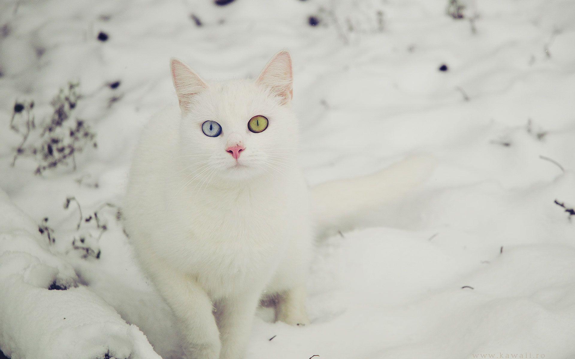 White Cat Wallpapers Wallpaper Cave