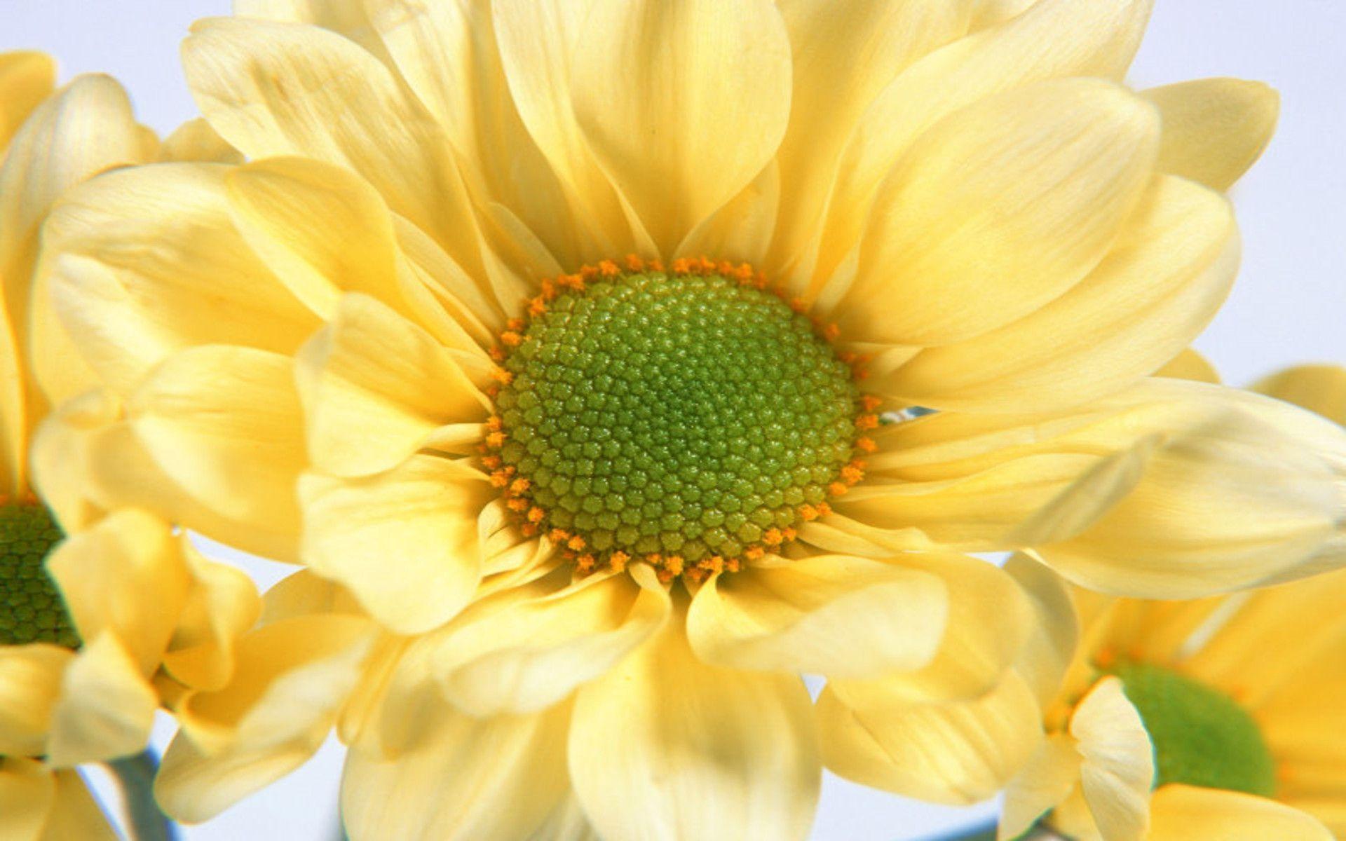 Single Flower Wallpapers Wallpaper Cave