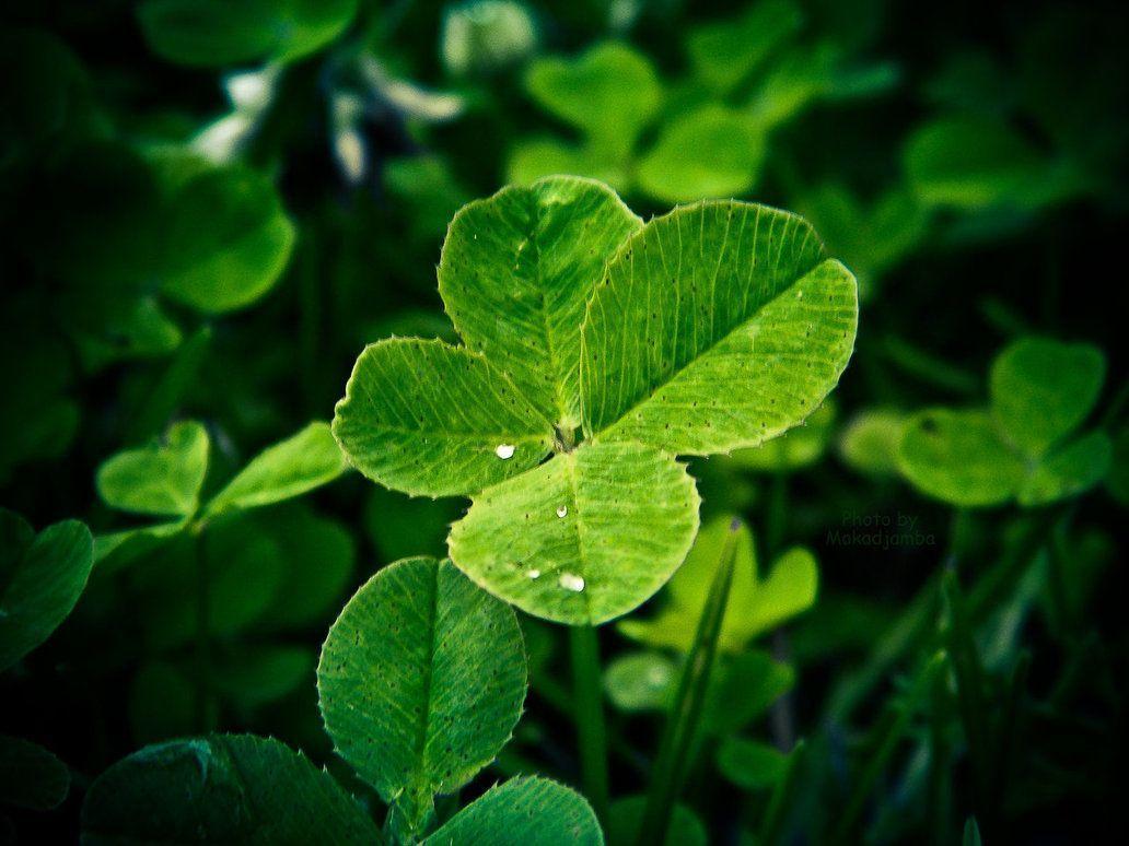 Four Leaf Clover Wallpapers Wallpaper Cave