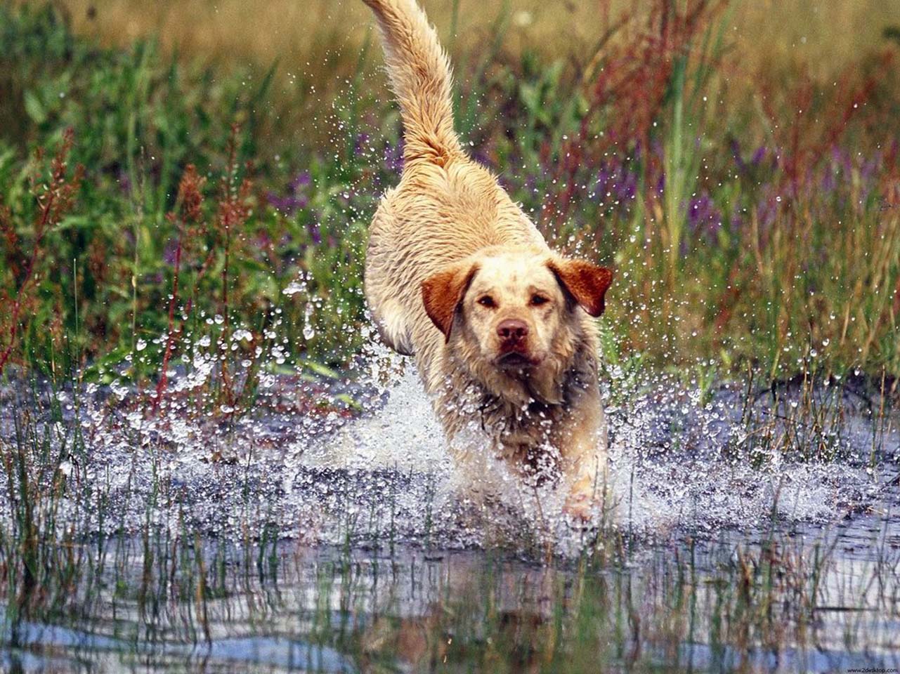 Hunting Dog Wallpapers Wallpaper Cave