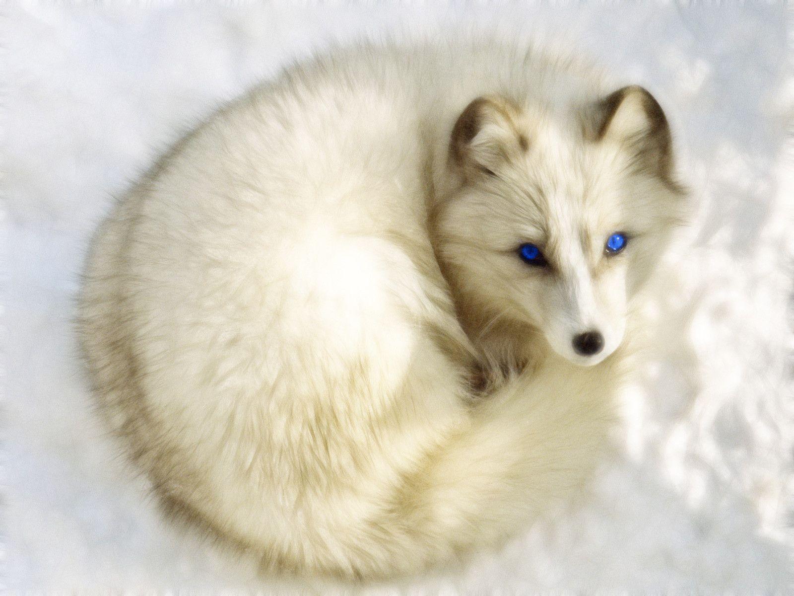 Arctic Fox Wallpapers Wallpaper Cave