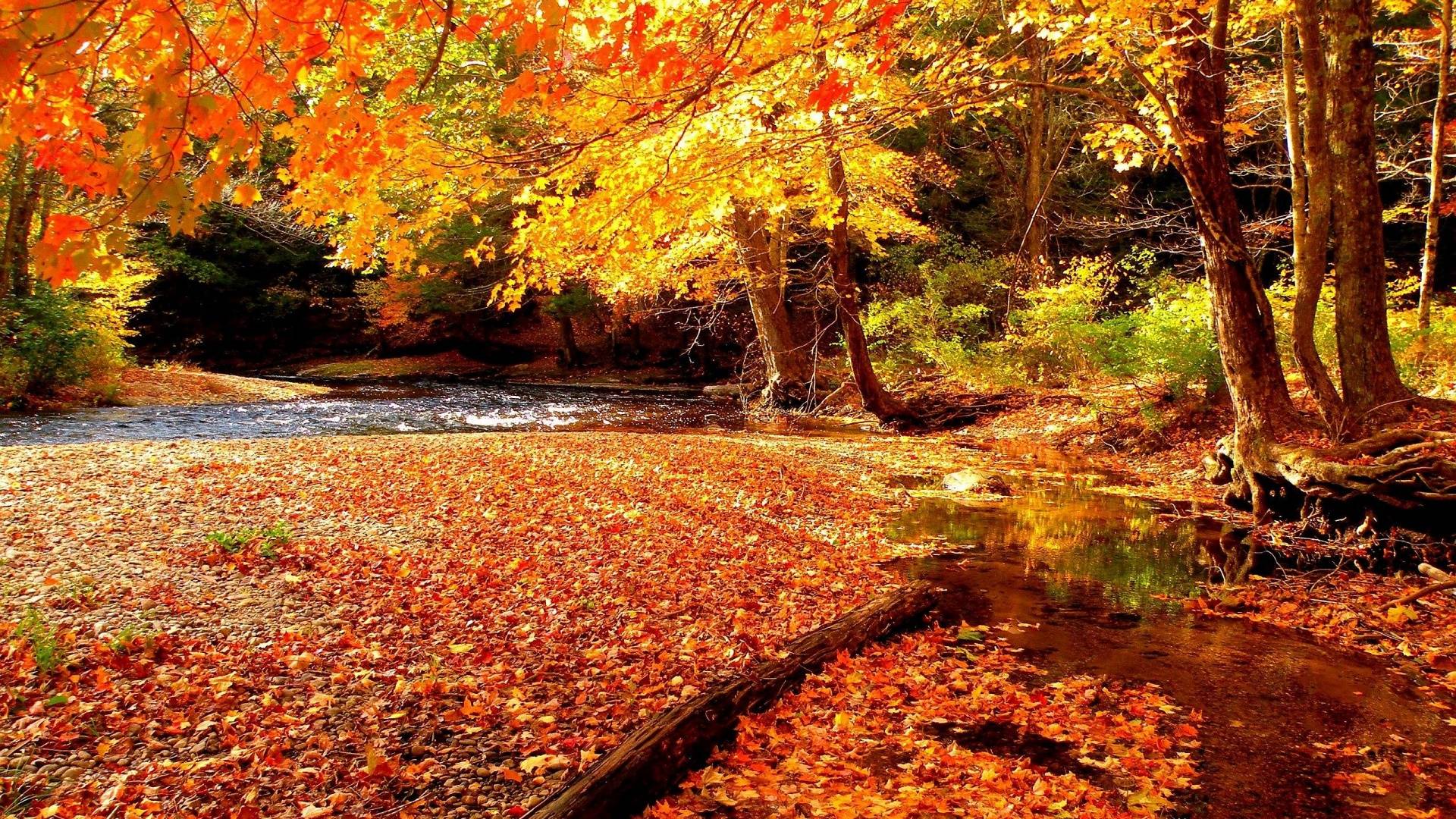 Red Leaves Wallpapers Wallpaper Cave