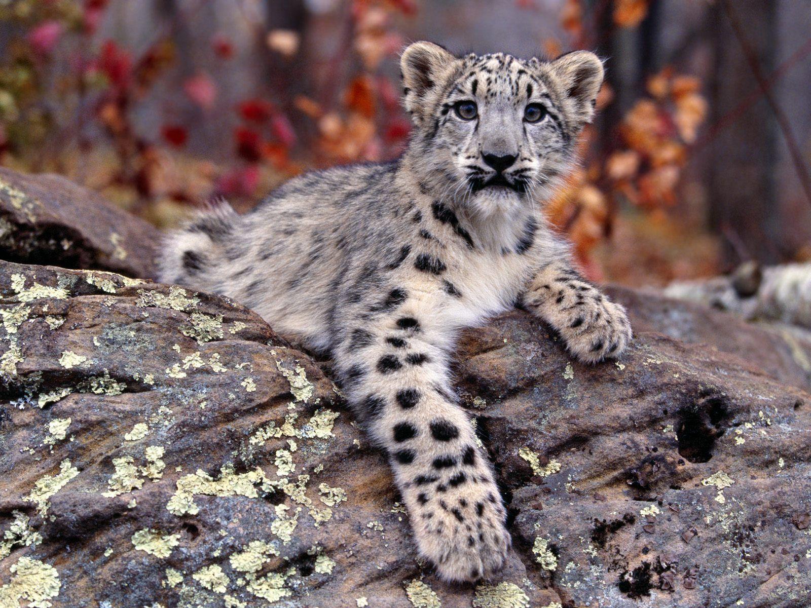 Snow Leopard Backgrounds Wallpaper Cave