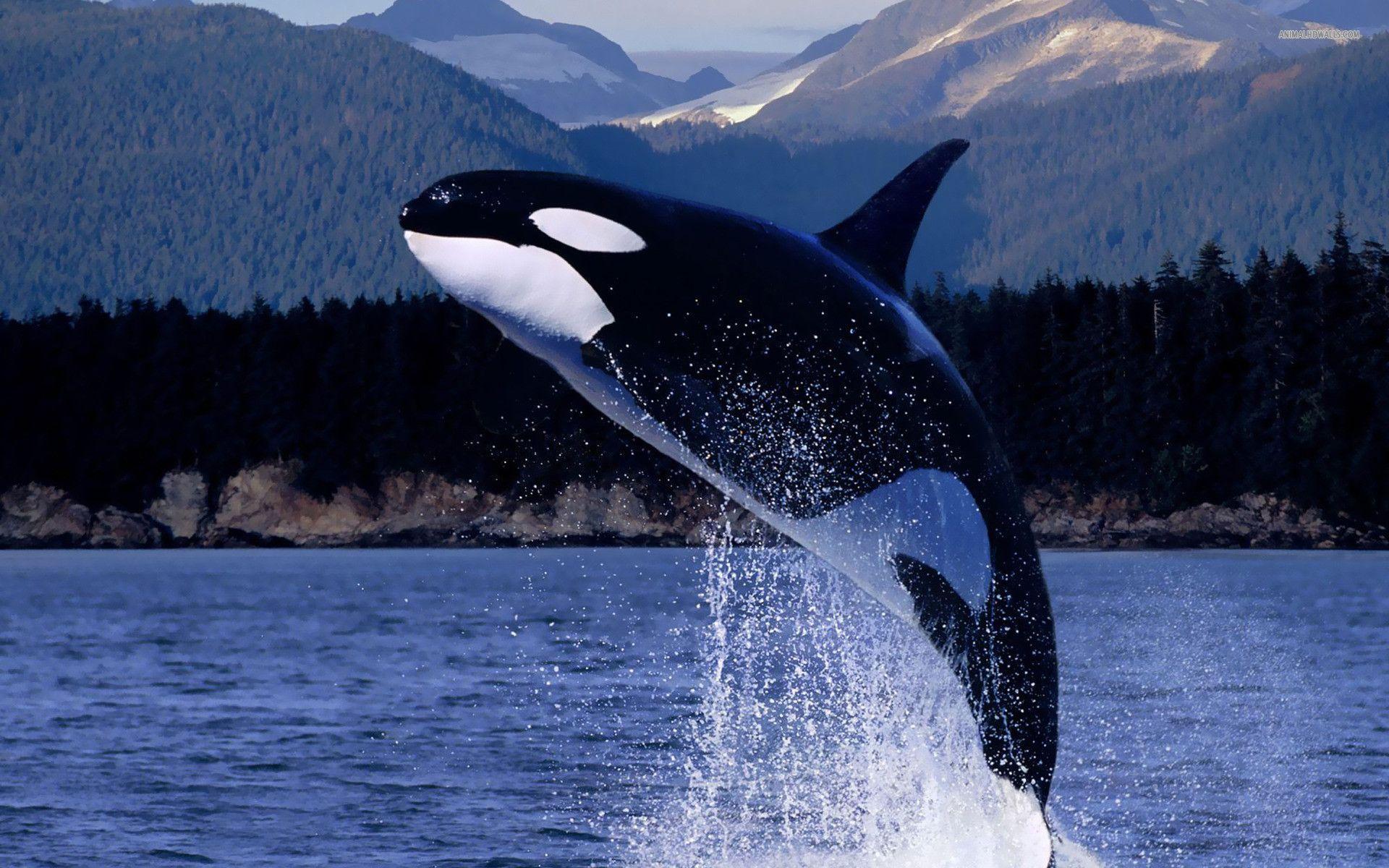 Killer Whales Wallpapers Wallpaper Cave