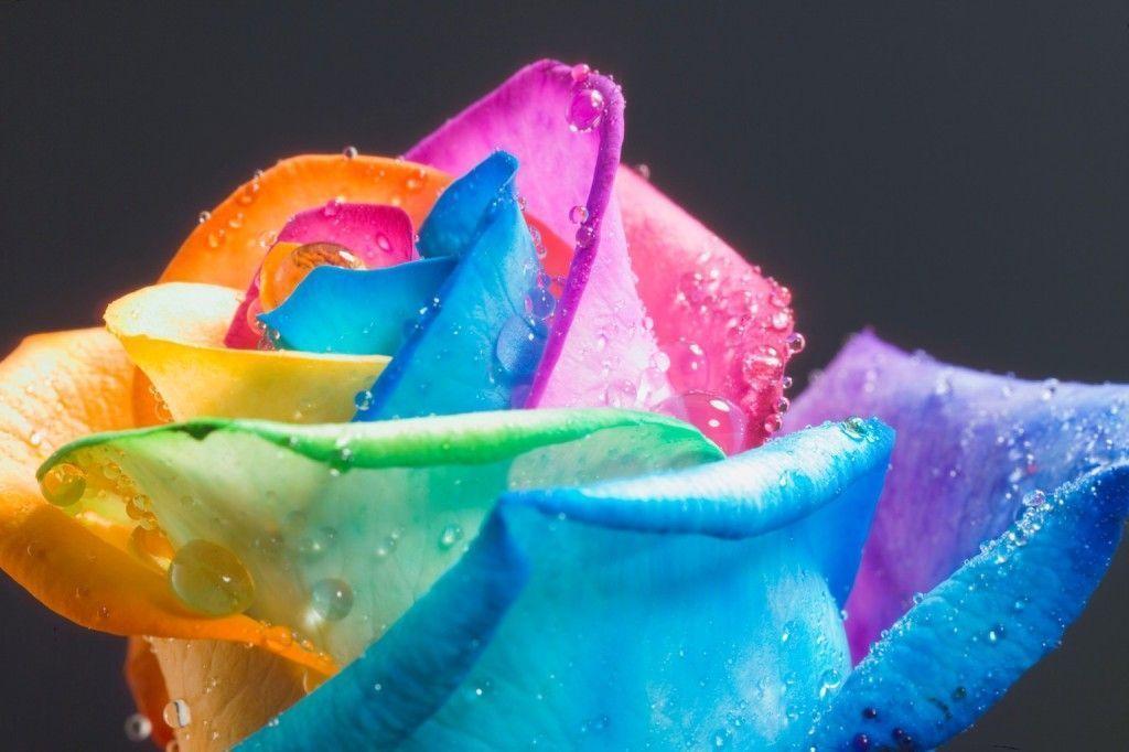 Rainbow Flower Wallpapers Wallpaper Cave