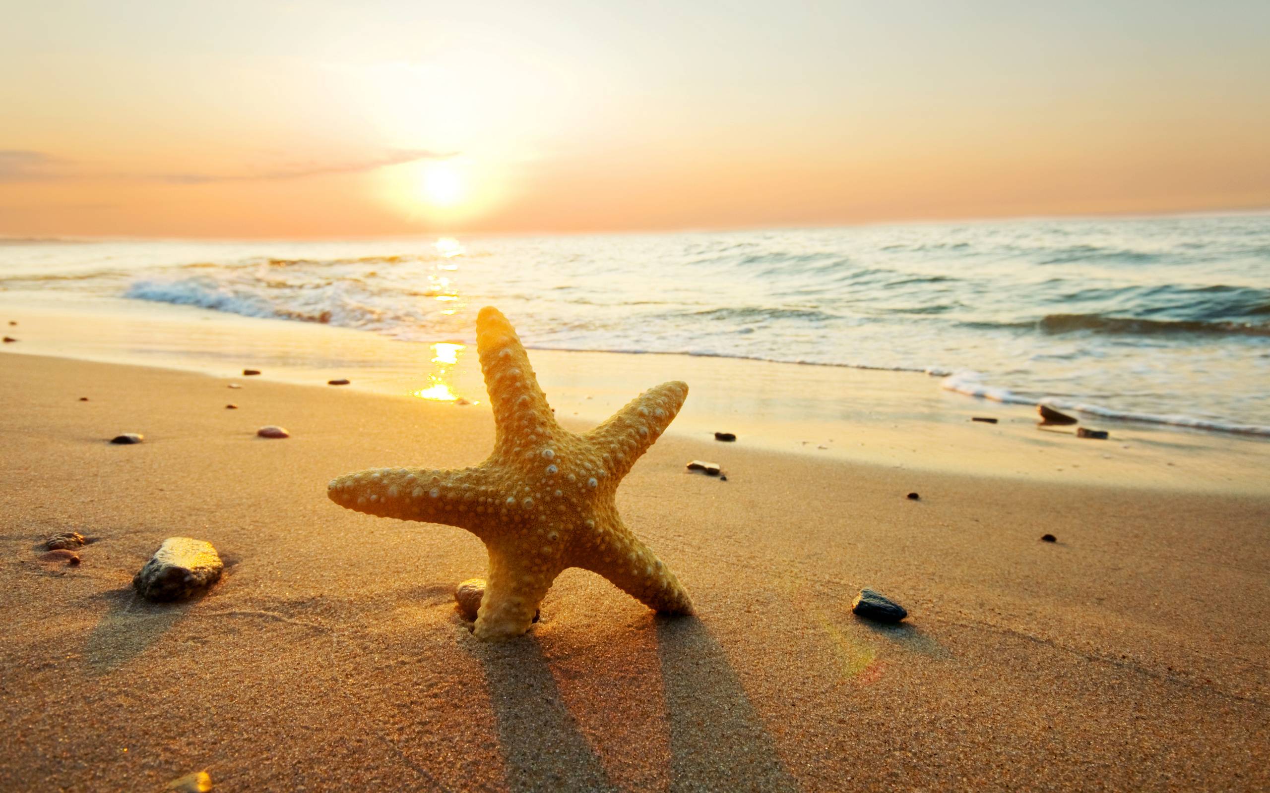 Starfish Backgrounds Wallpaper Cave