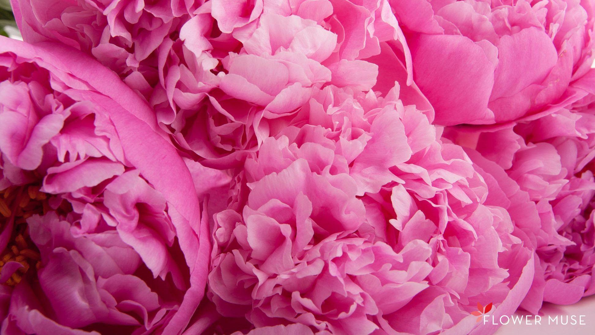 Peony Wallpapers - Wallpaper Cave