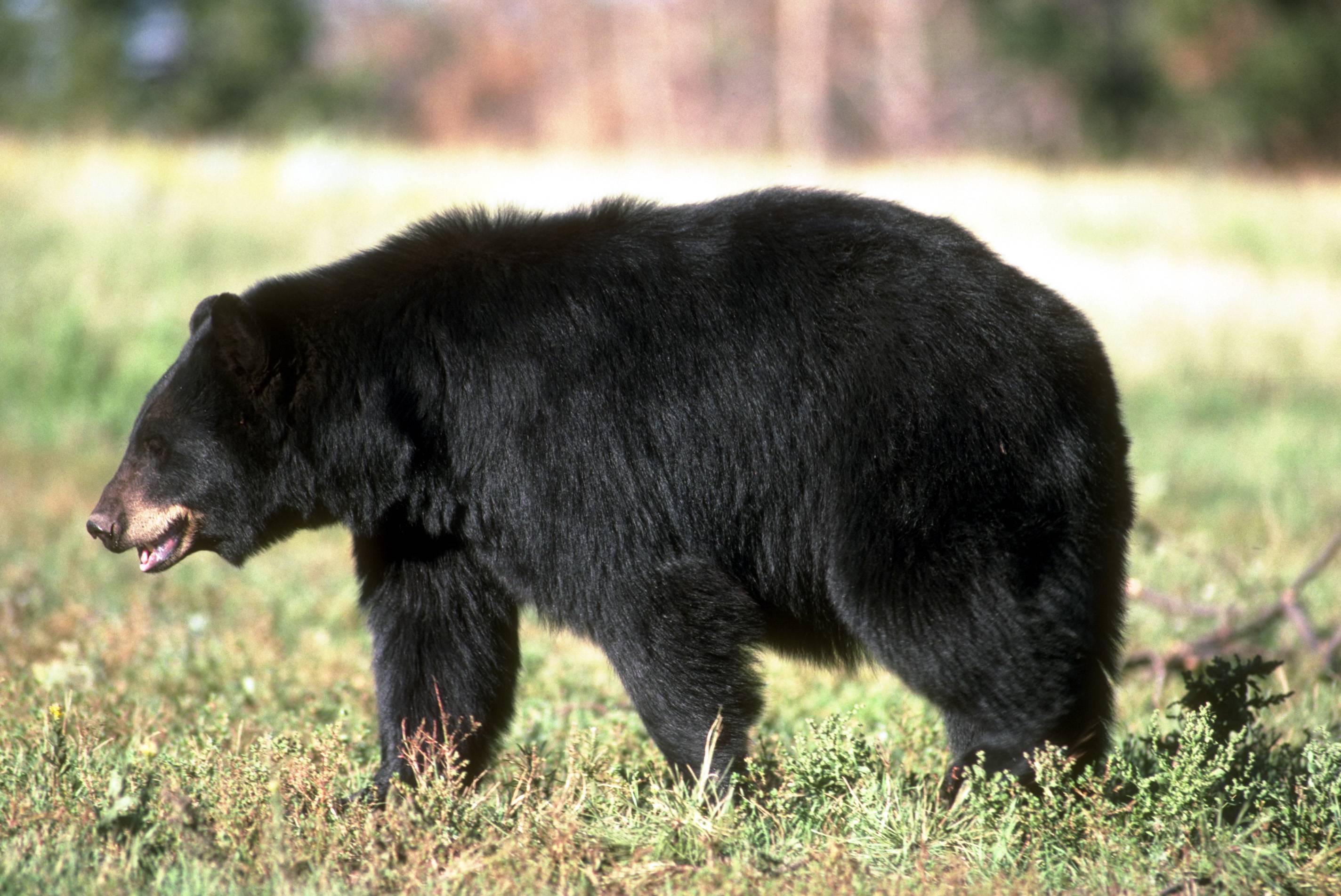 Free Black Bear Wallpapers Wallpaper Cave