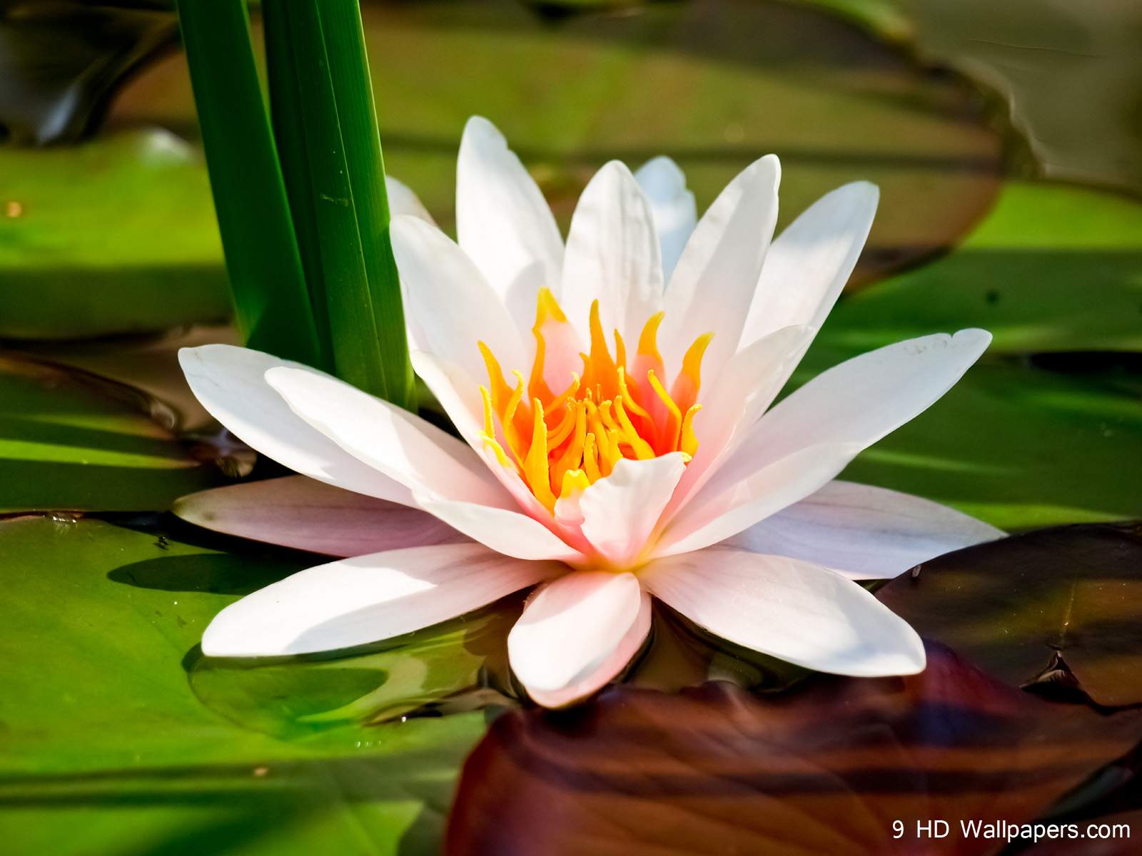 Lotus Flower Wallpapers Wallpaper Cave